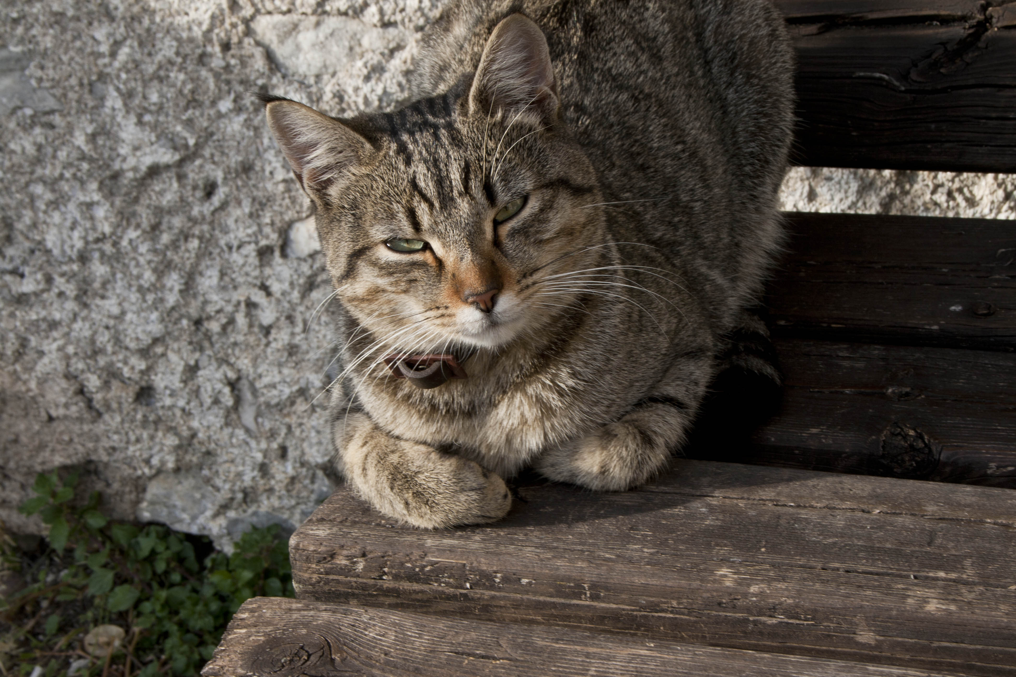 Limone (Bs) Gatto Animali Natura 