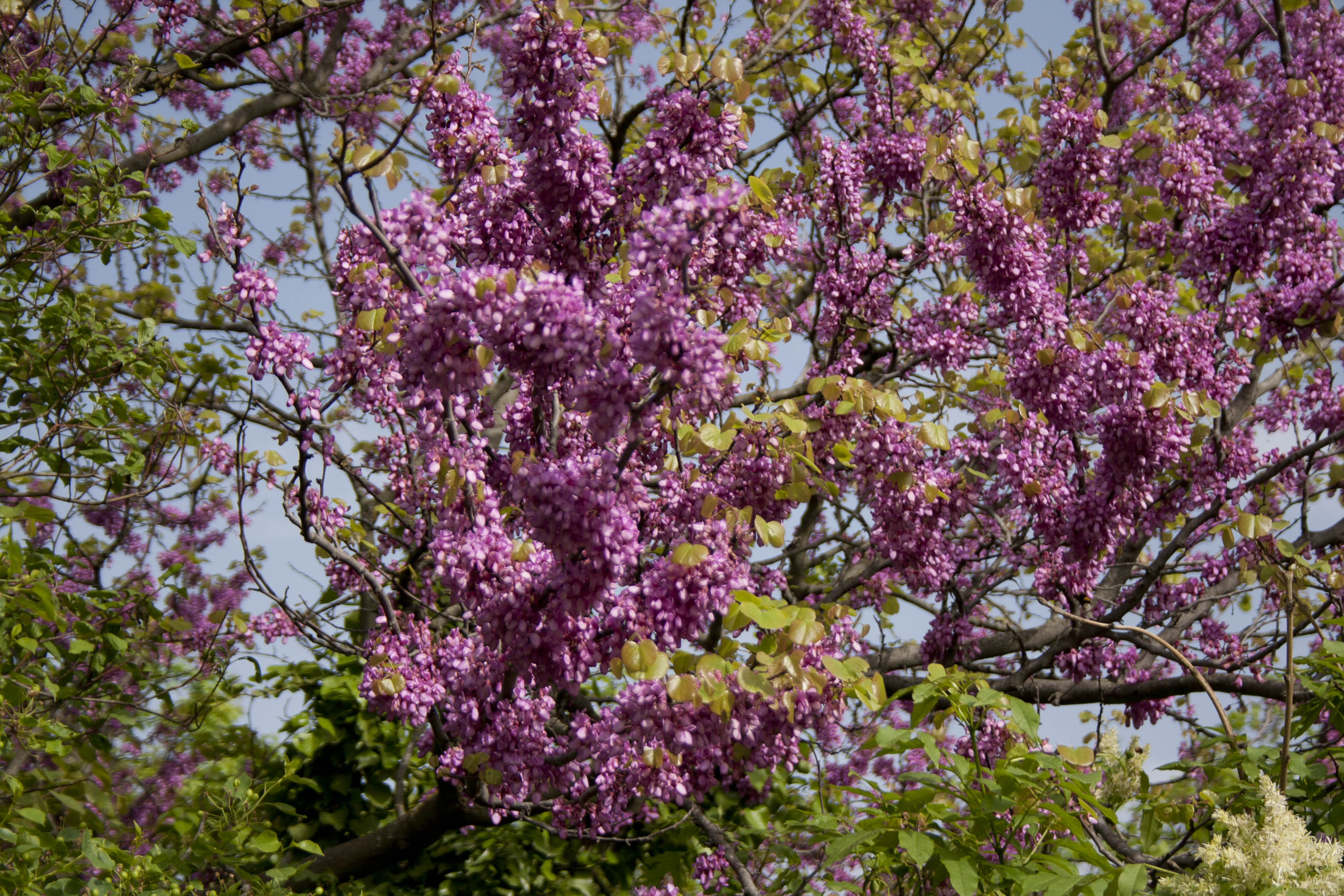 N/A Natura Fiori 