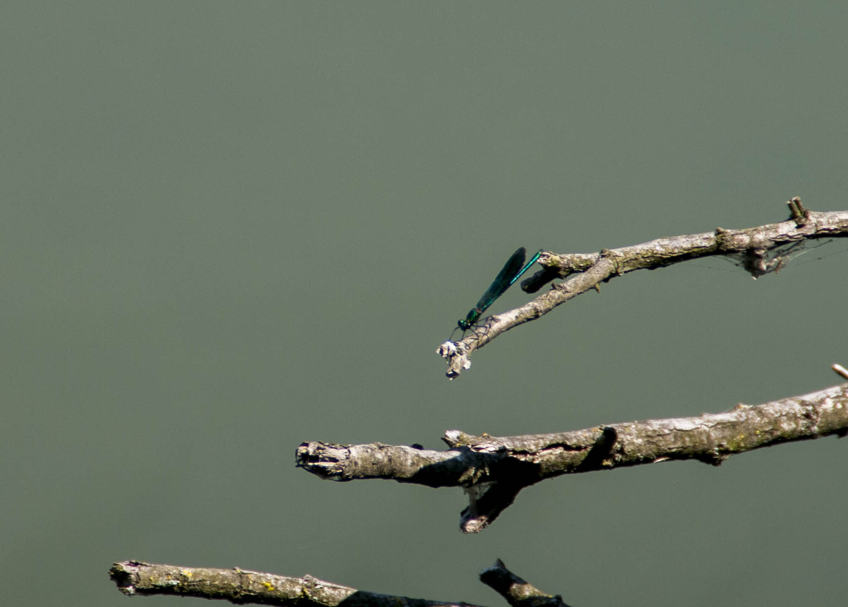 Savignano (Mo) Insetti Natura 