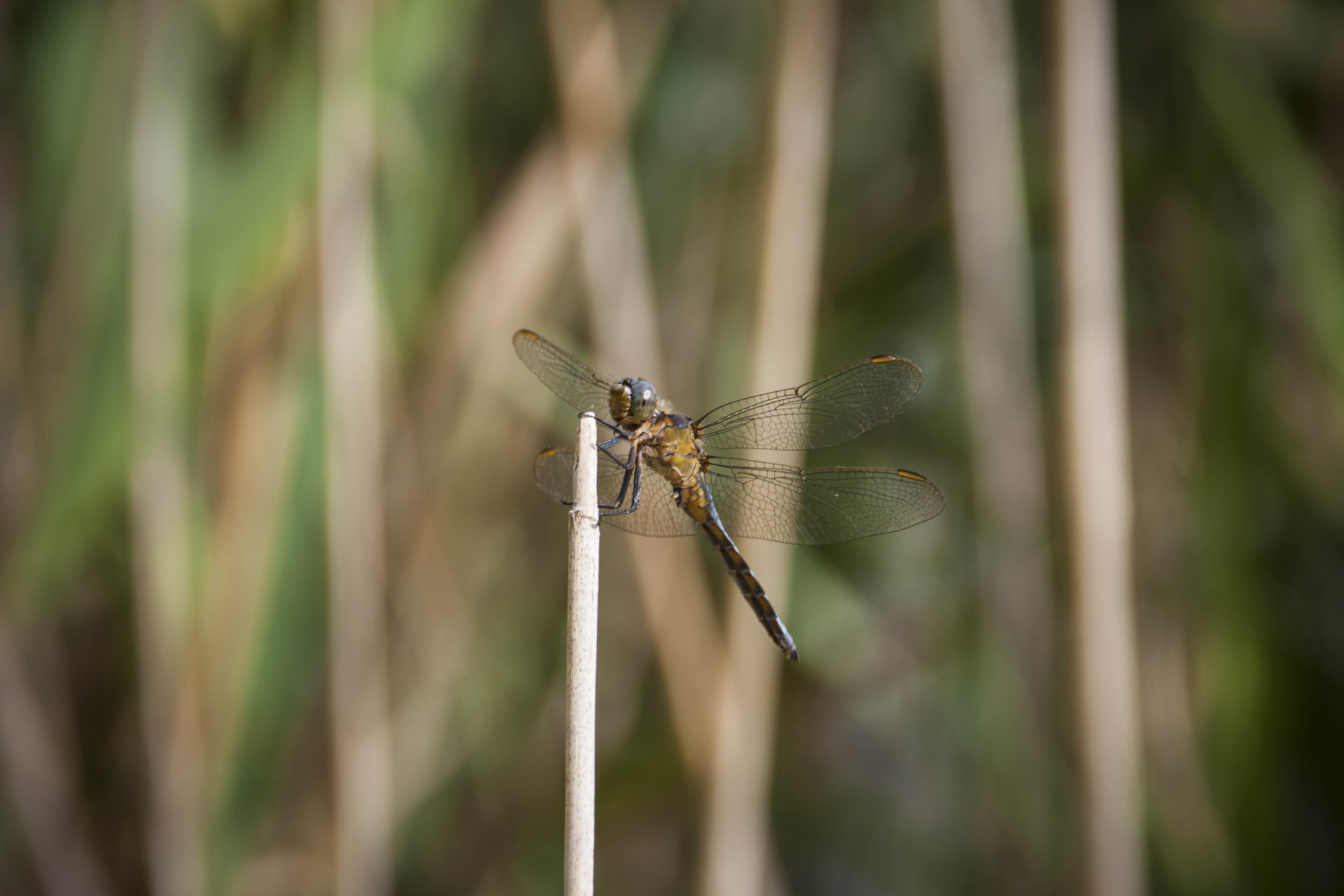 N/A Libelluna Natura Insetti 