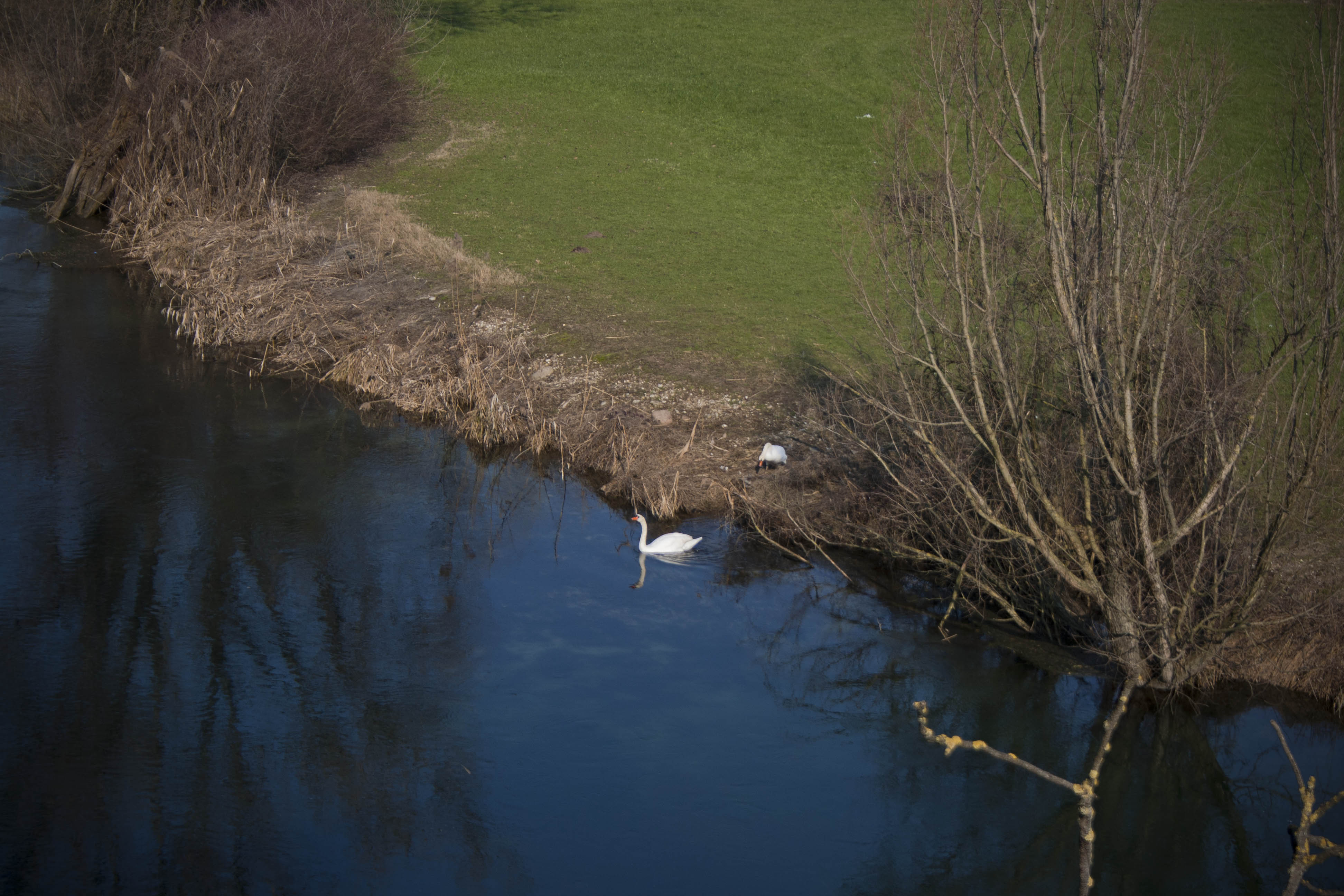 Borghetto (Vr) Fiume Mincio Cigno 