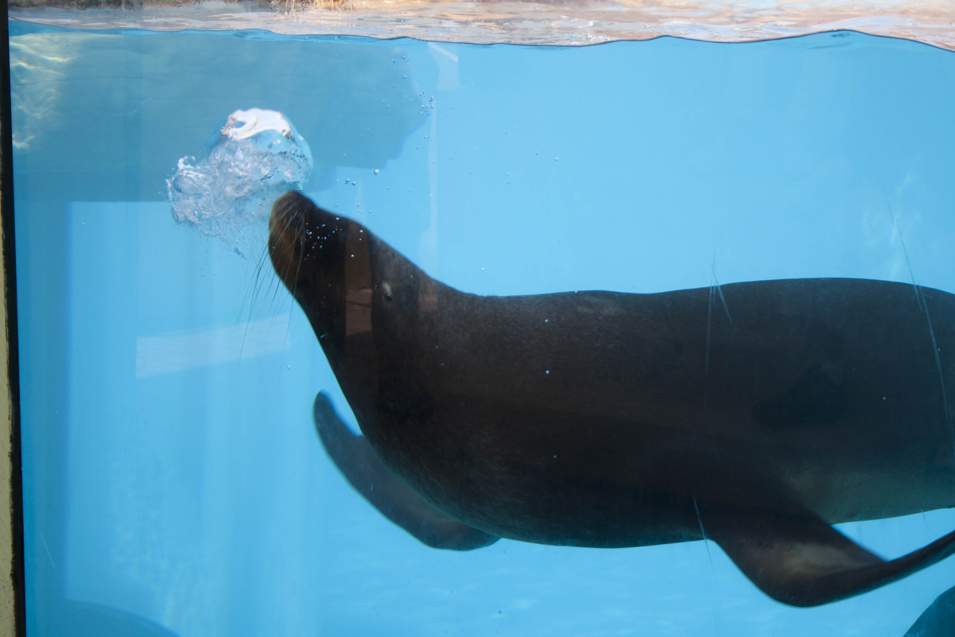 Castelnuovo del Garda (Vr) Sealife Acquario Foca Animali 