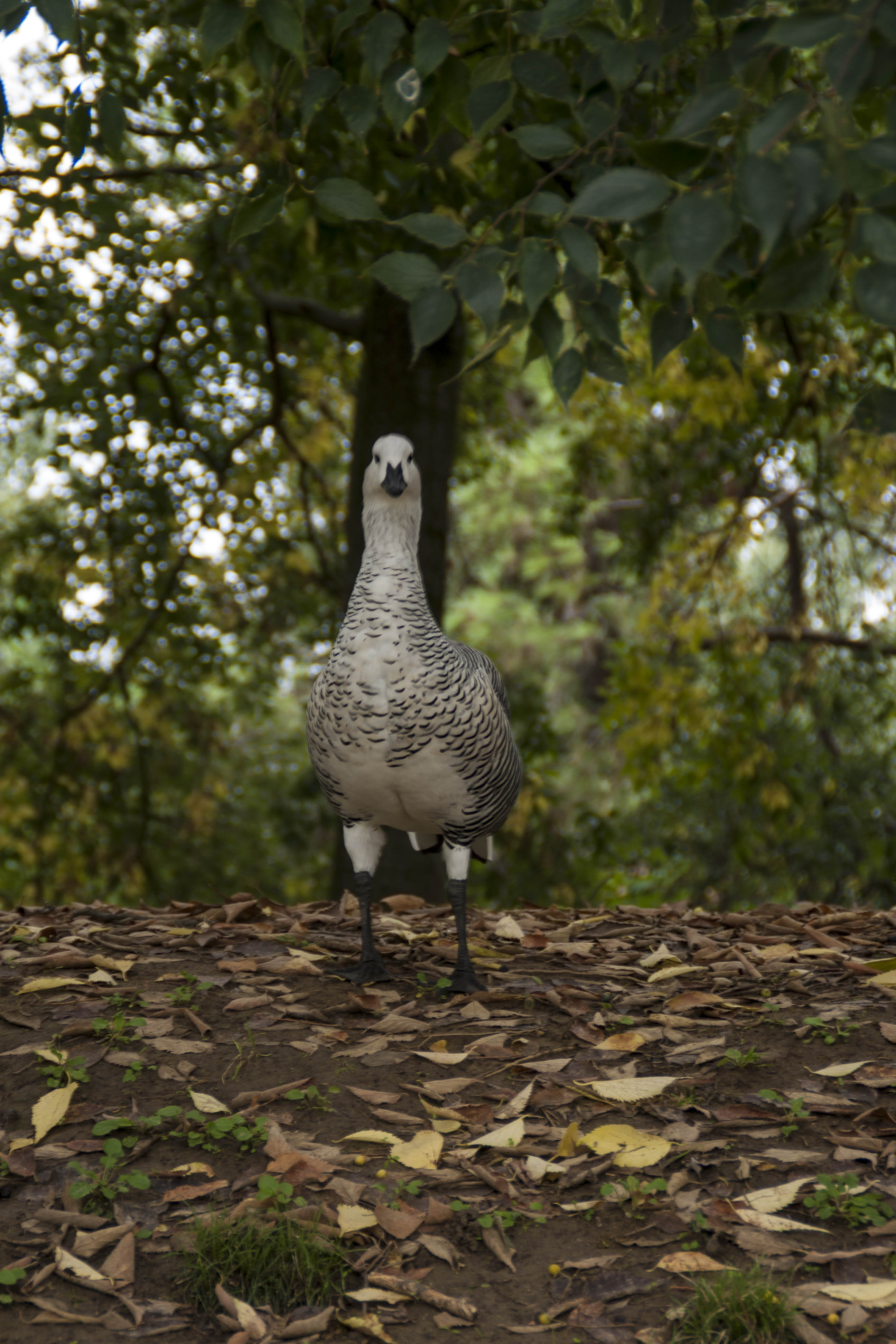 Faenza Uccelli Natura Parco Un uccello al parco Bucci di Faenza