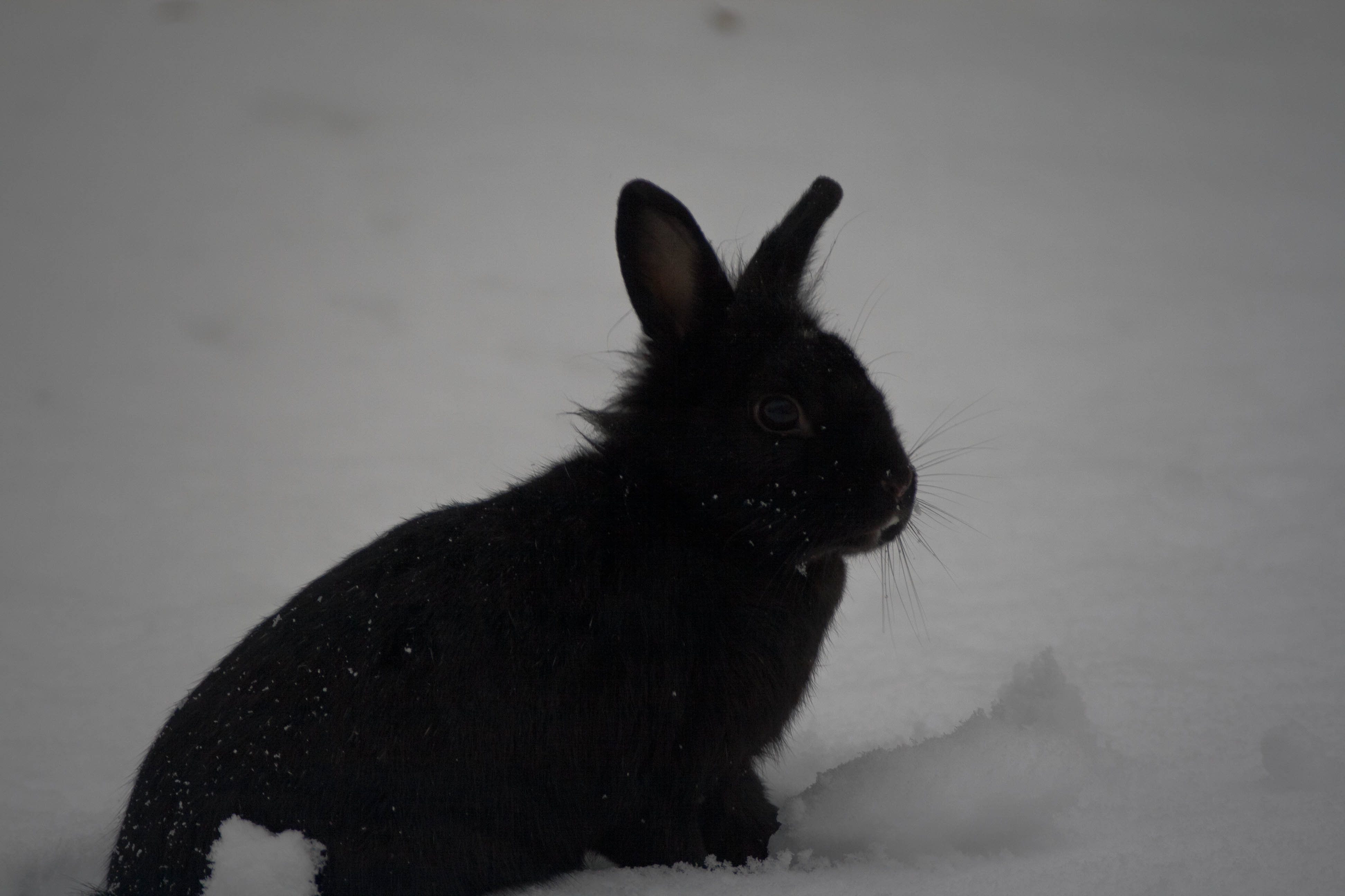 N/A Neve Animali coniglio natura 