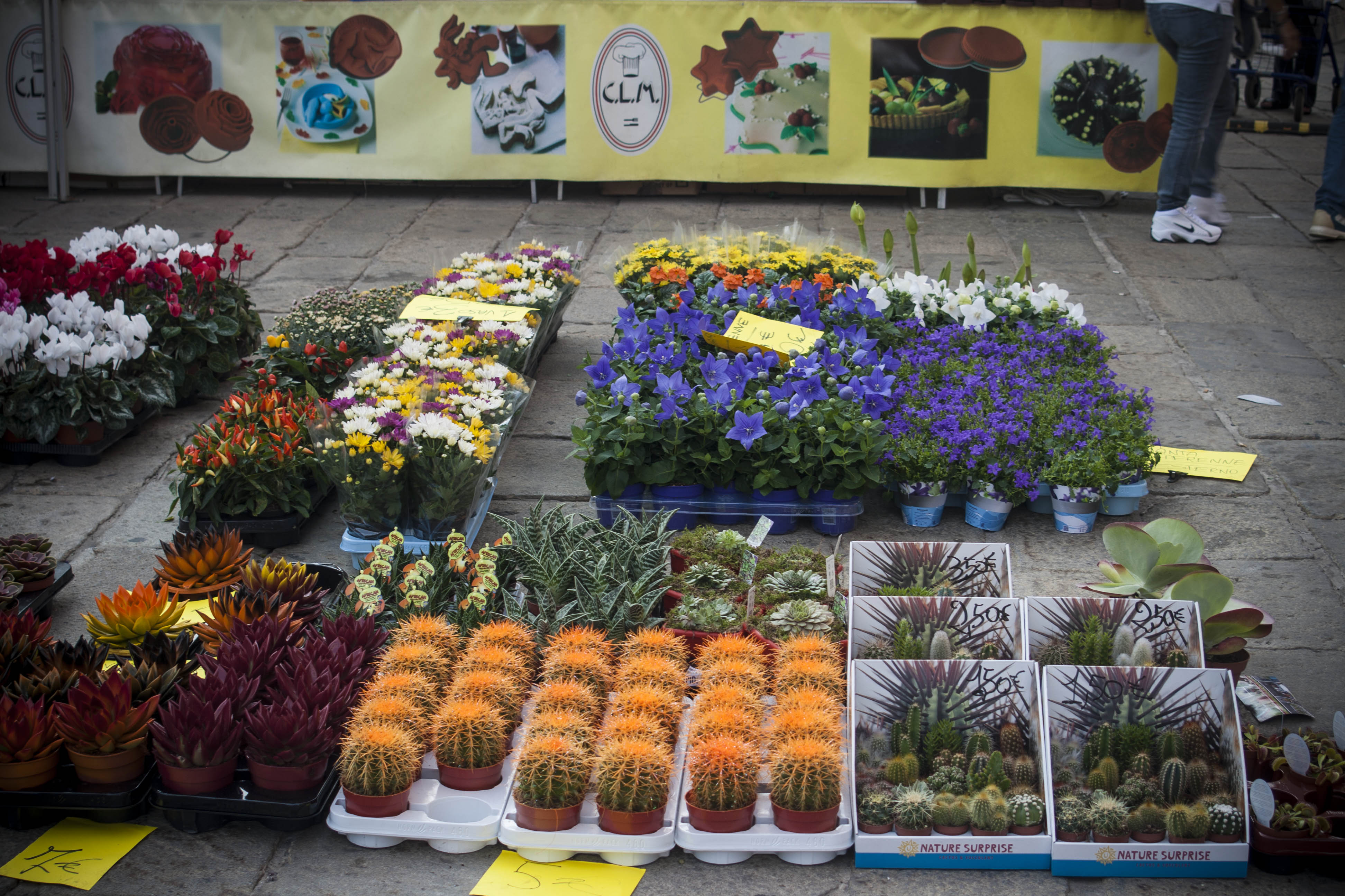 Bologna Fiori 