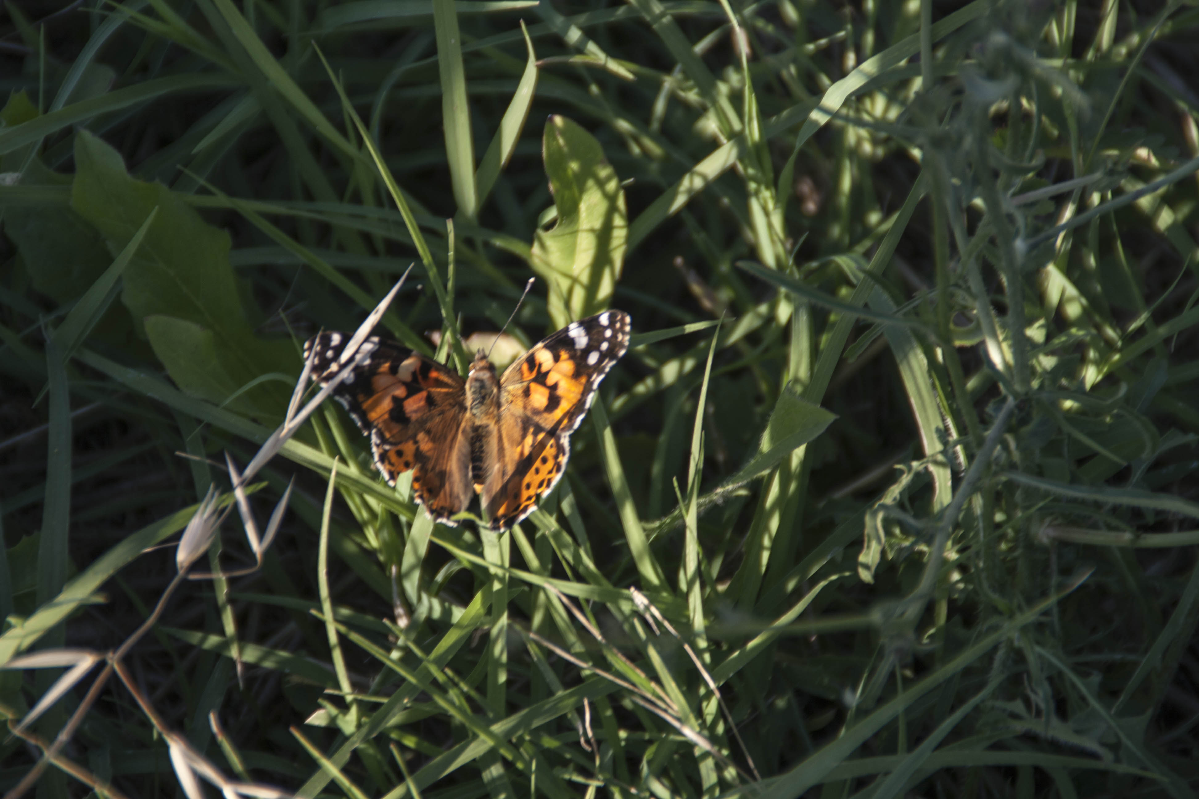 N/A Natura Insetti Farfalla