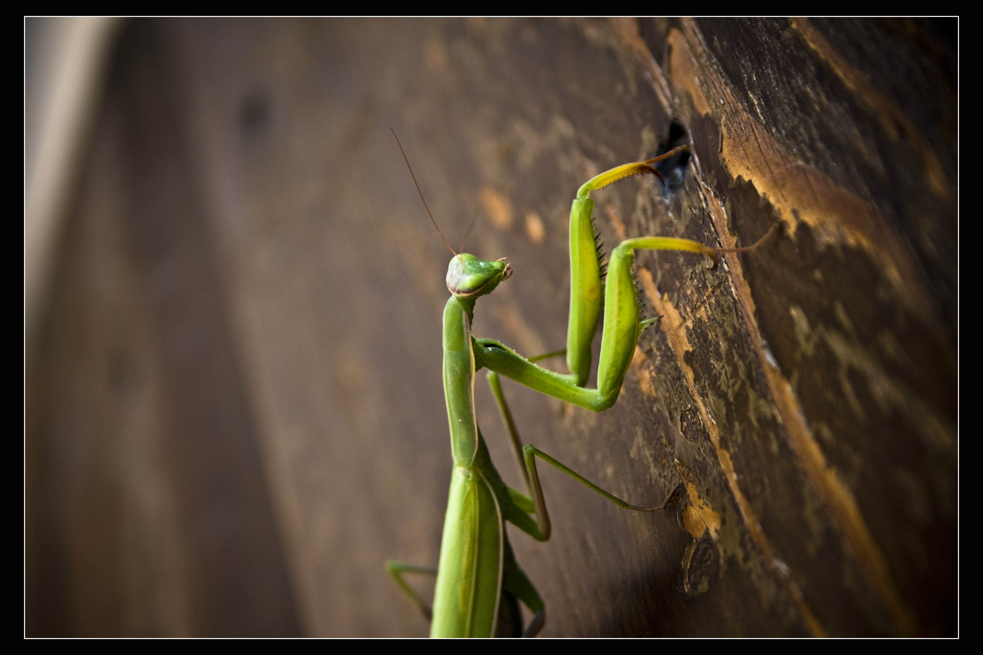 N/A Natura Mantide Religiosa 