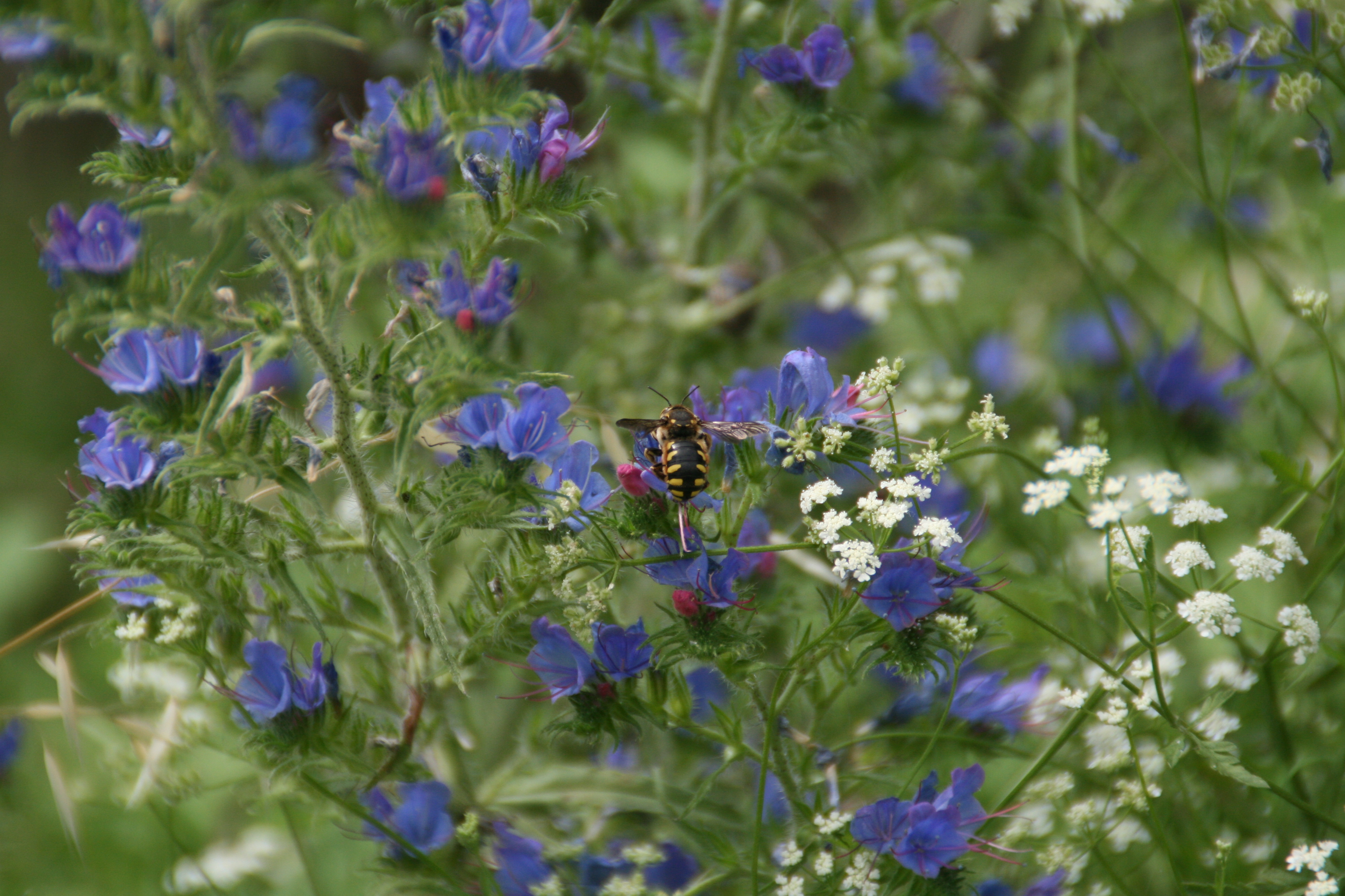 N/A Natura Insetti 