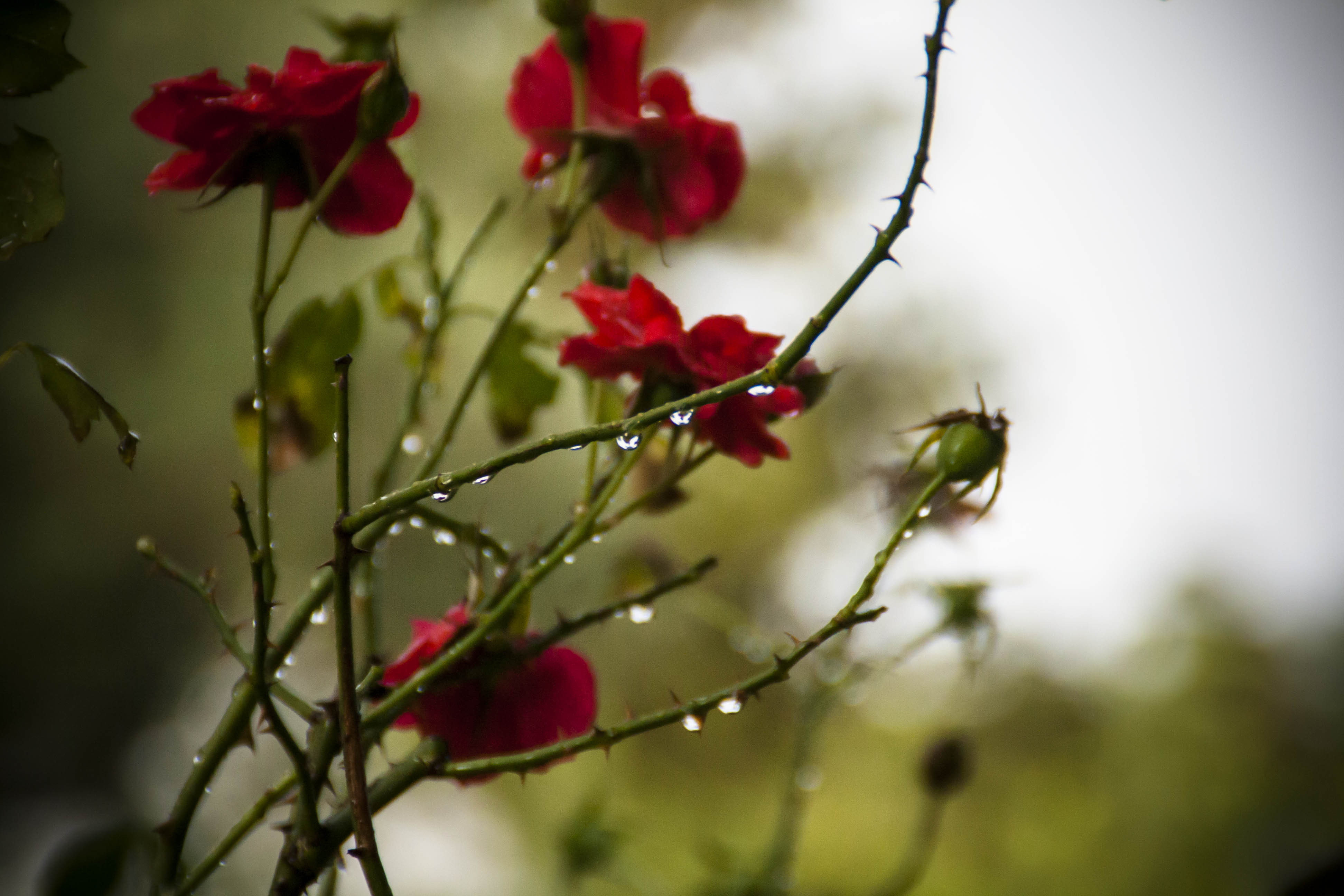 N/A Natura Fiori Pioggia 