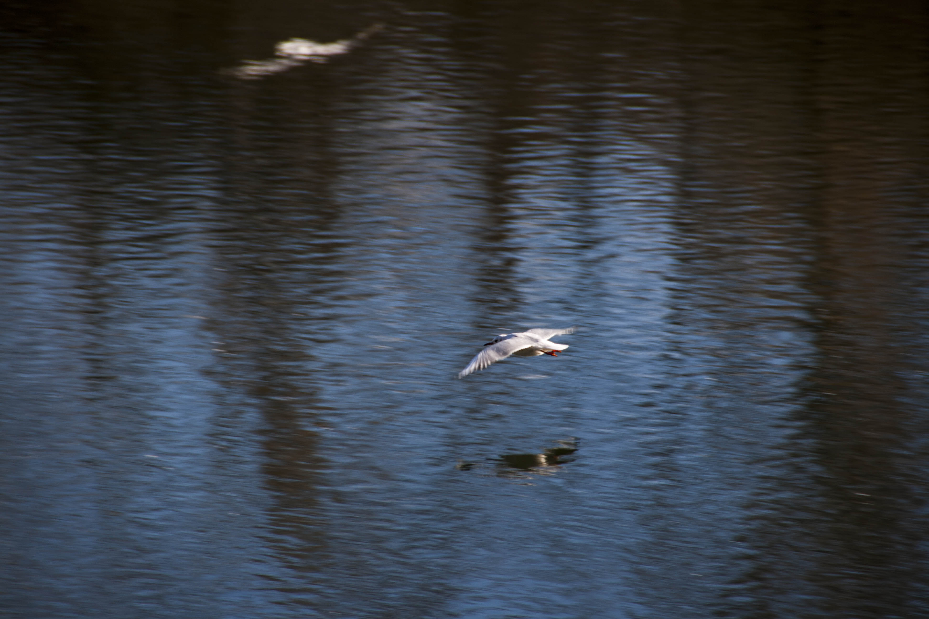 Parona (Vr) Adige Fiume Uccellia Natura Animali Percorso lungo Adige da Parona a Pescantina