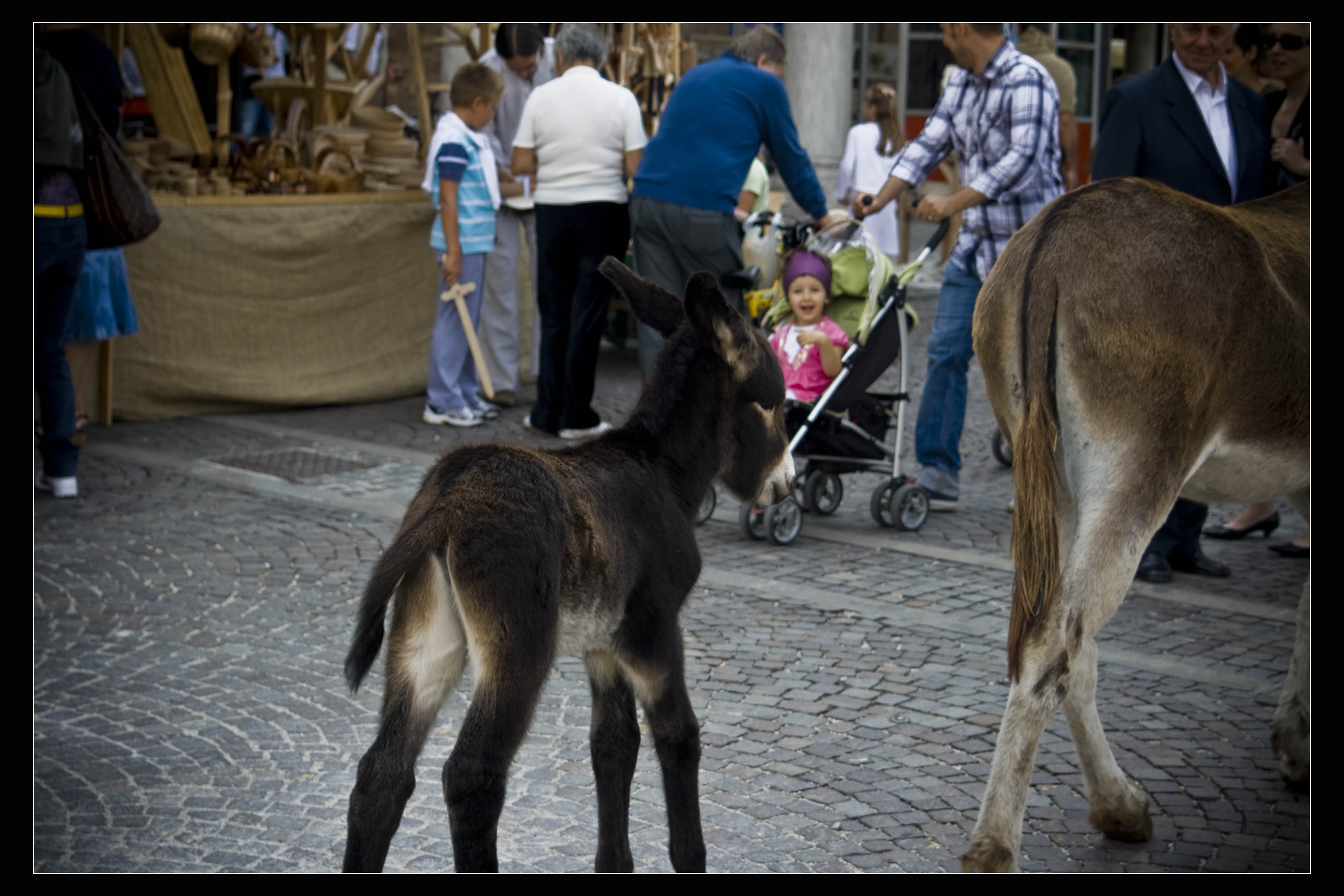 Montagnana Festa Sagra Animali Asino 