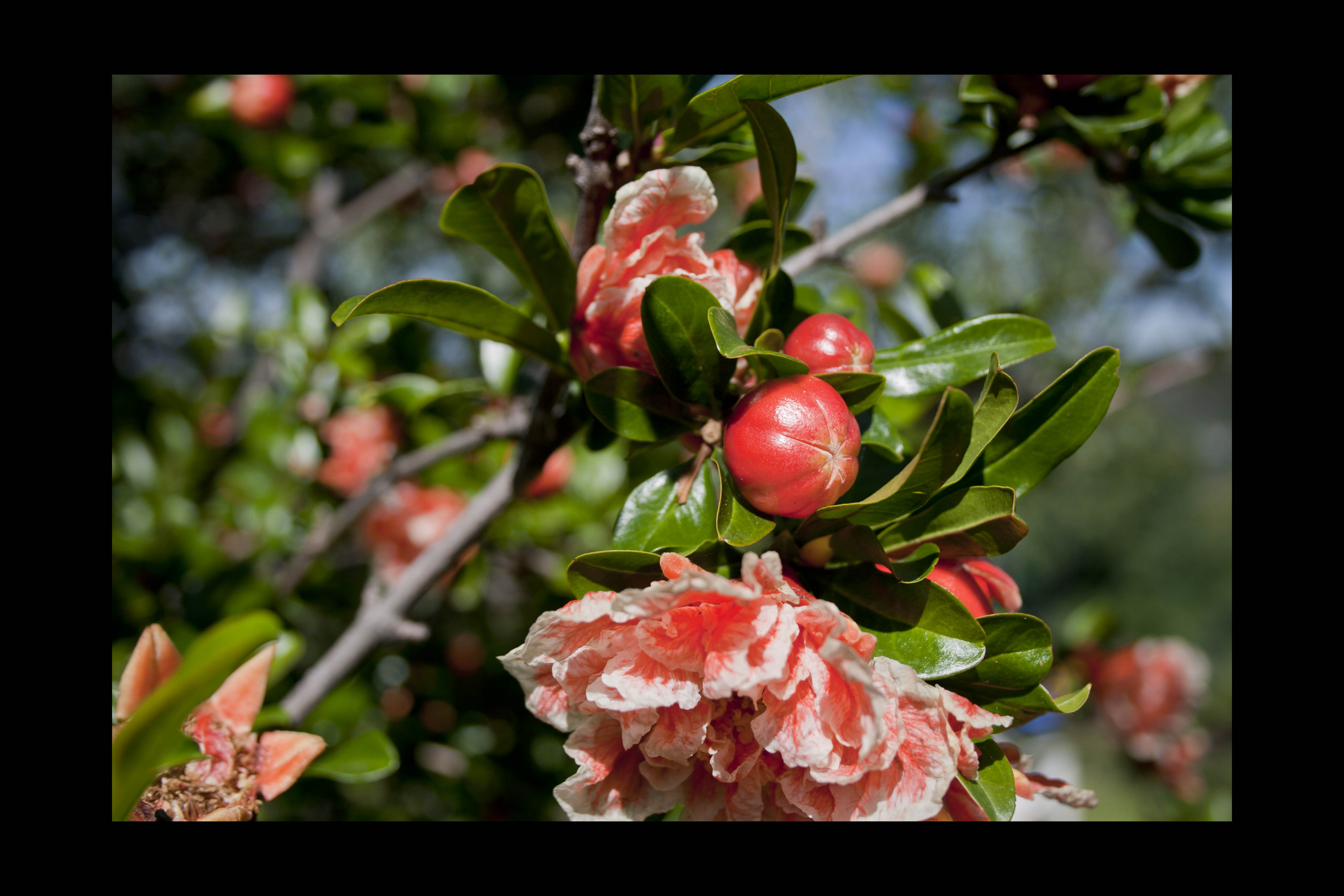 N/A Fiori Natura 