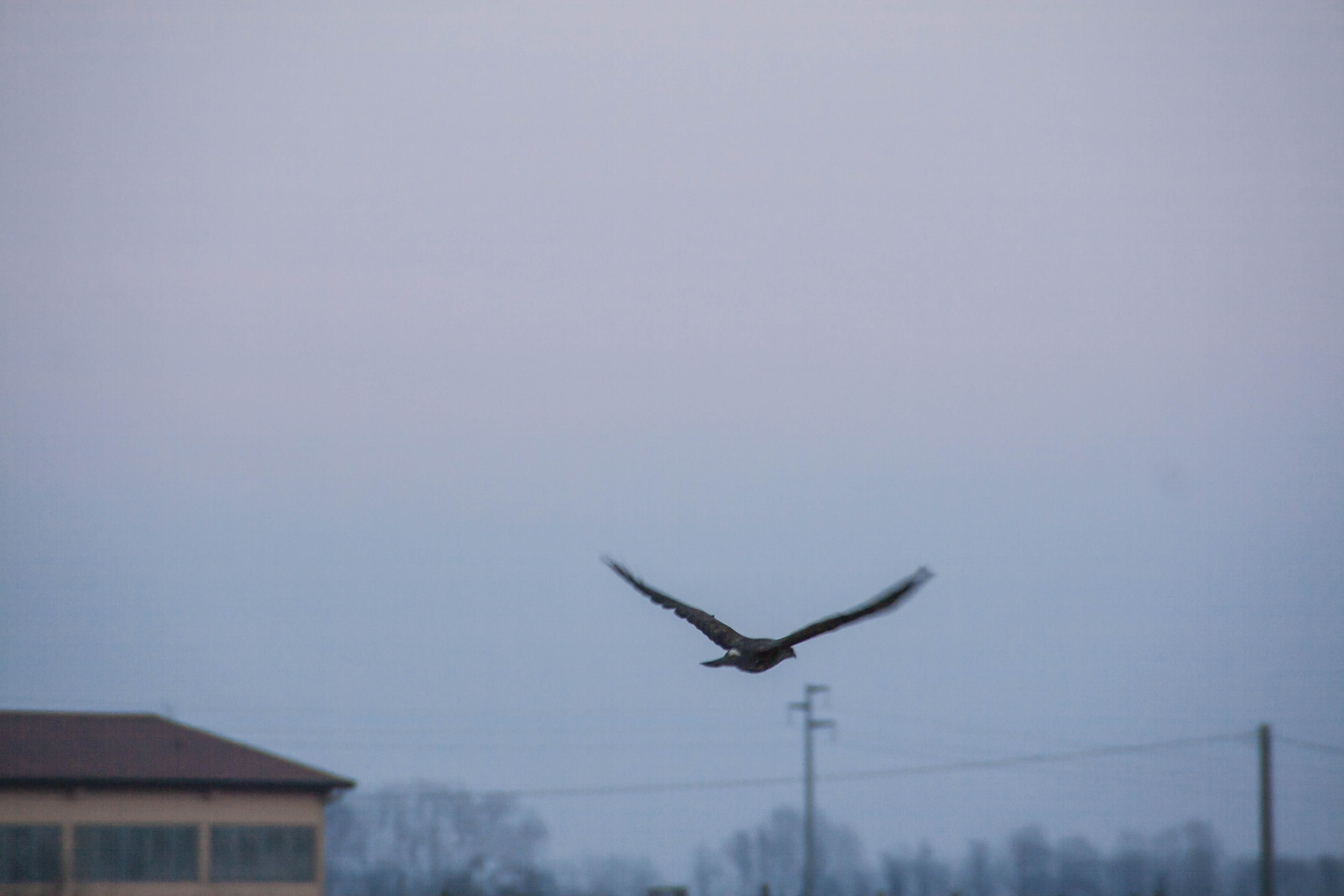 N/A Falco Animali Uccelli Natura 