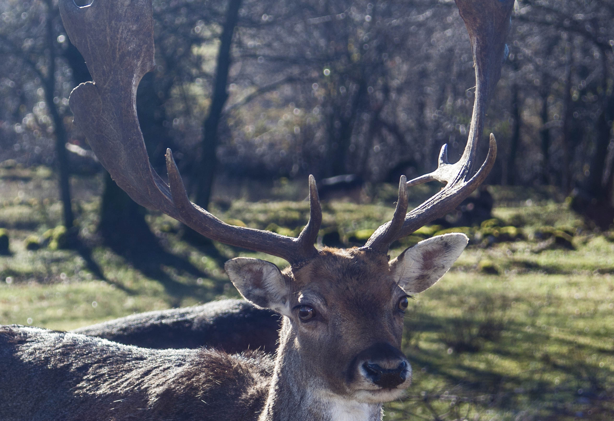 N/A Animali Natura 