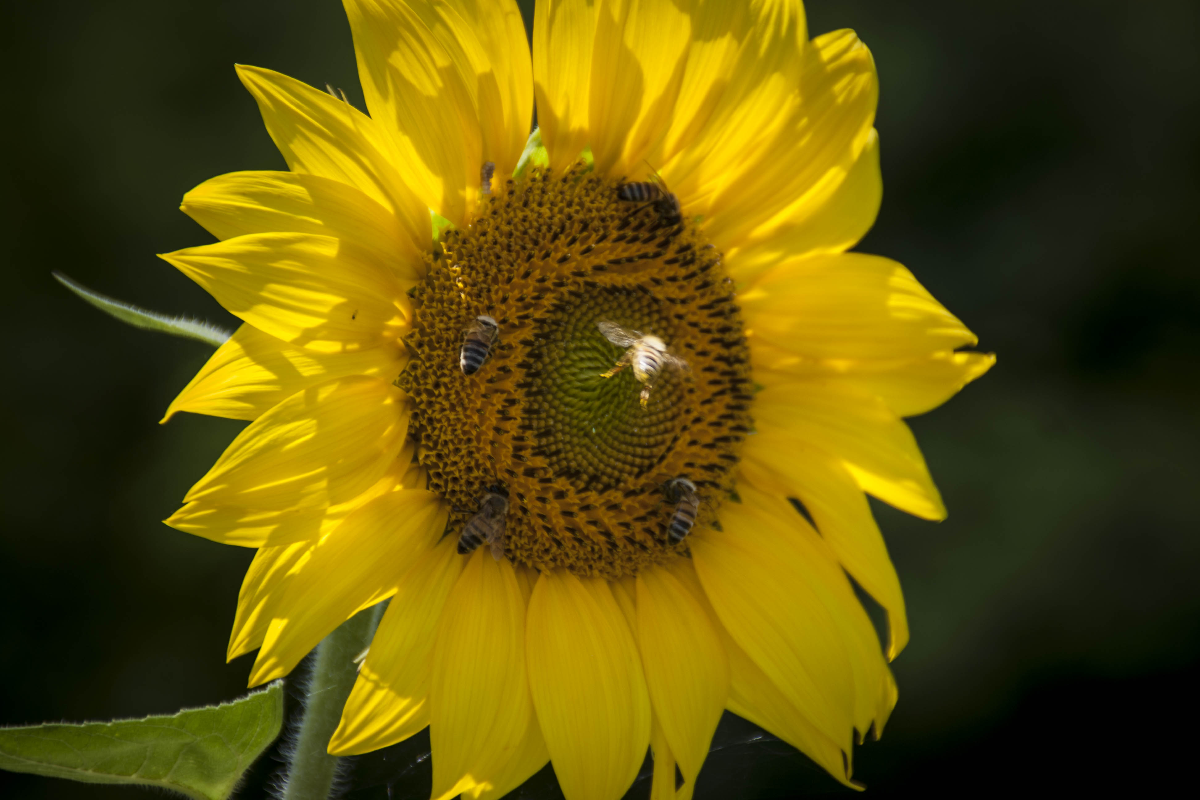 Crespellano (Bo) Fiori Insetti Arrivo!!!!