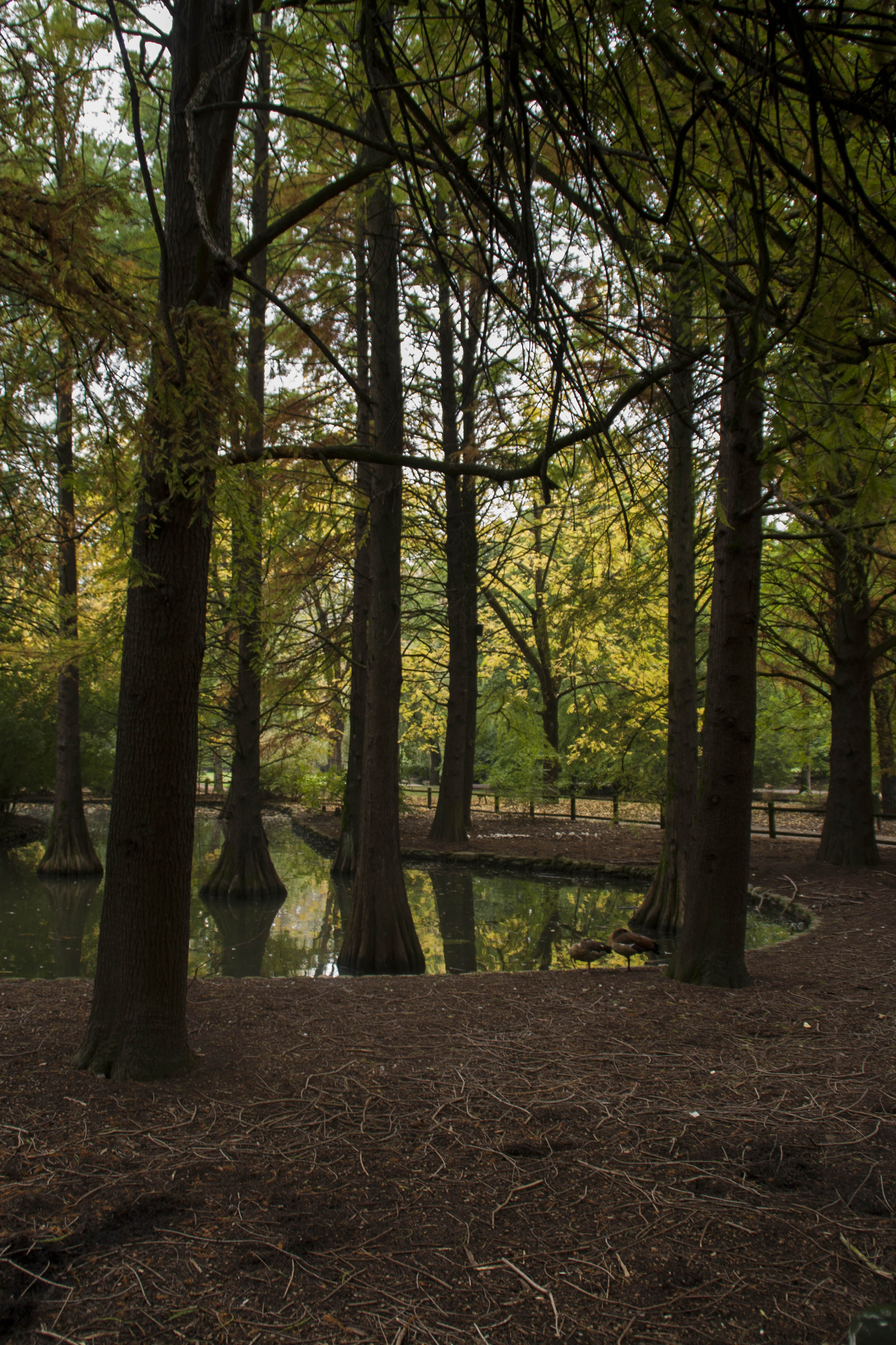 Faenza Natura Acqua Laghetto Piante americane presso il Parco Bucci a Faenza