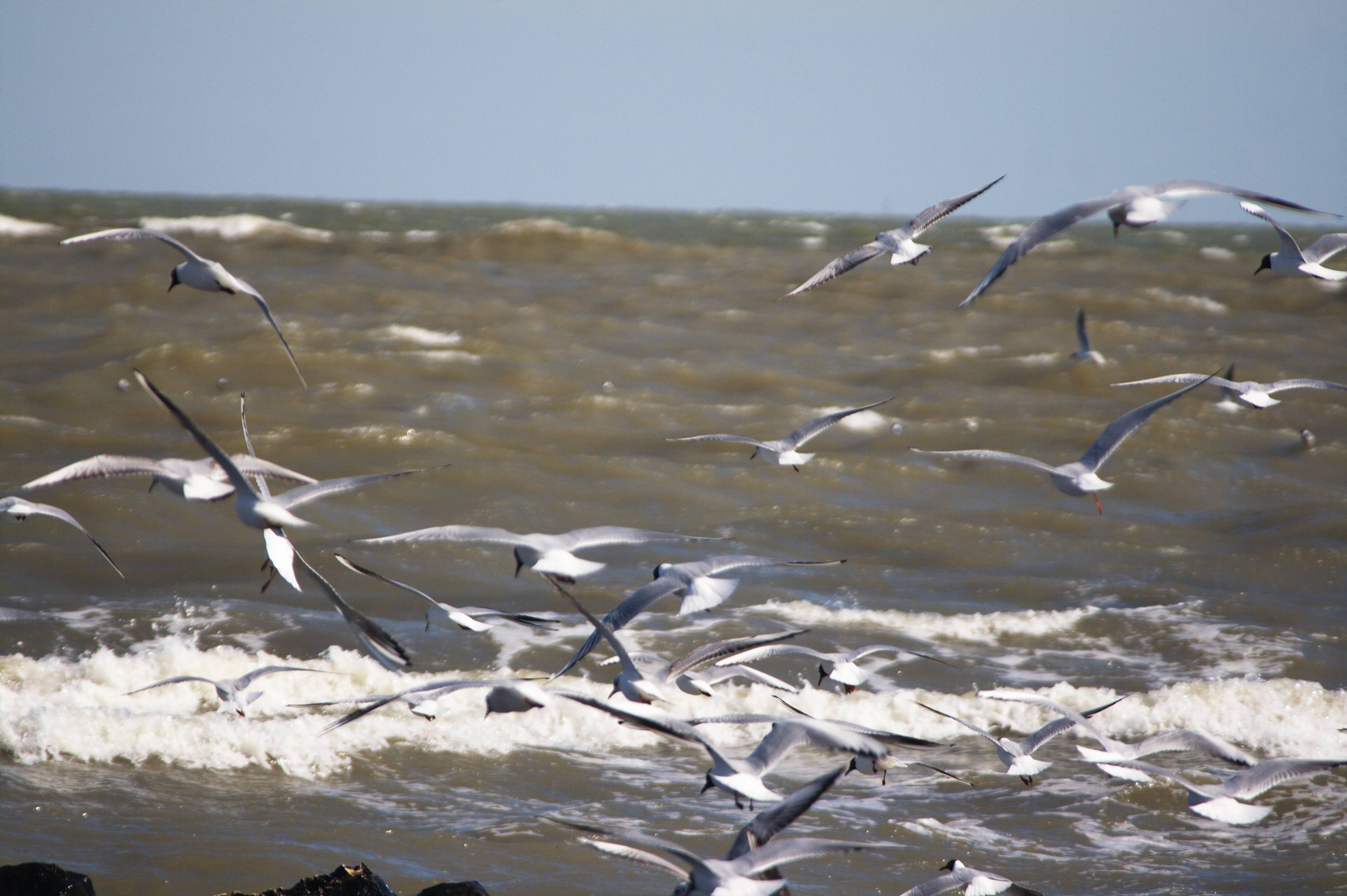 Porto Garibaldi Gabbiani Natura Uccelli Mare 