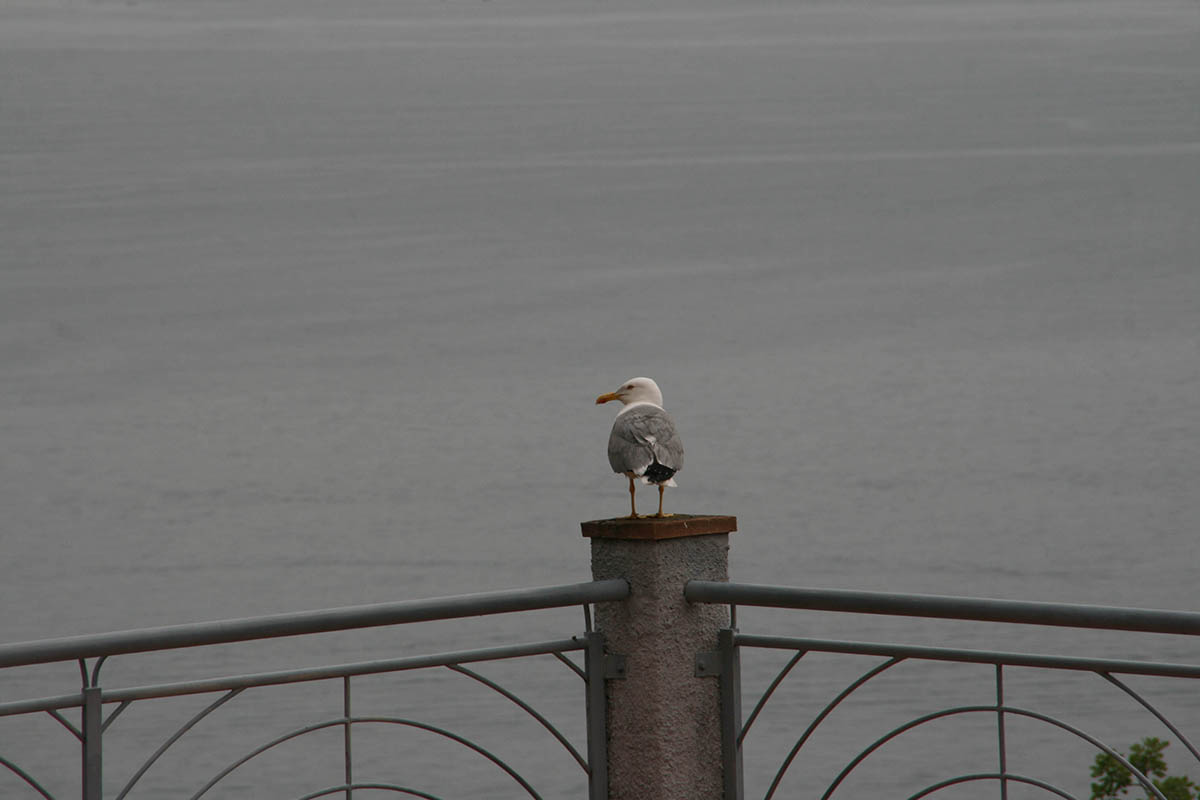 Sirolo Uccelli Natura 