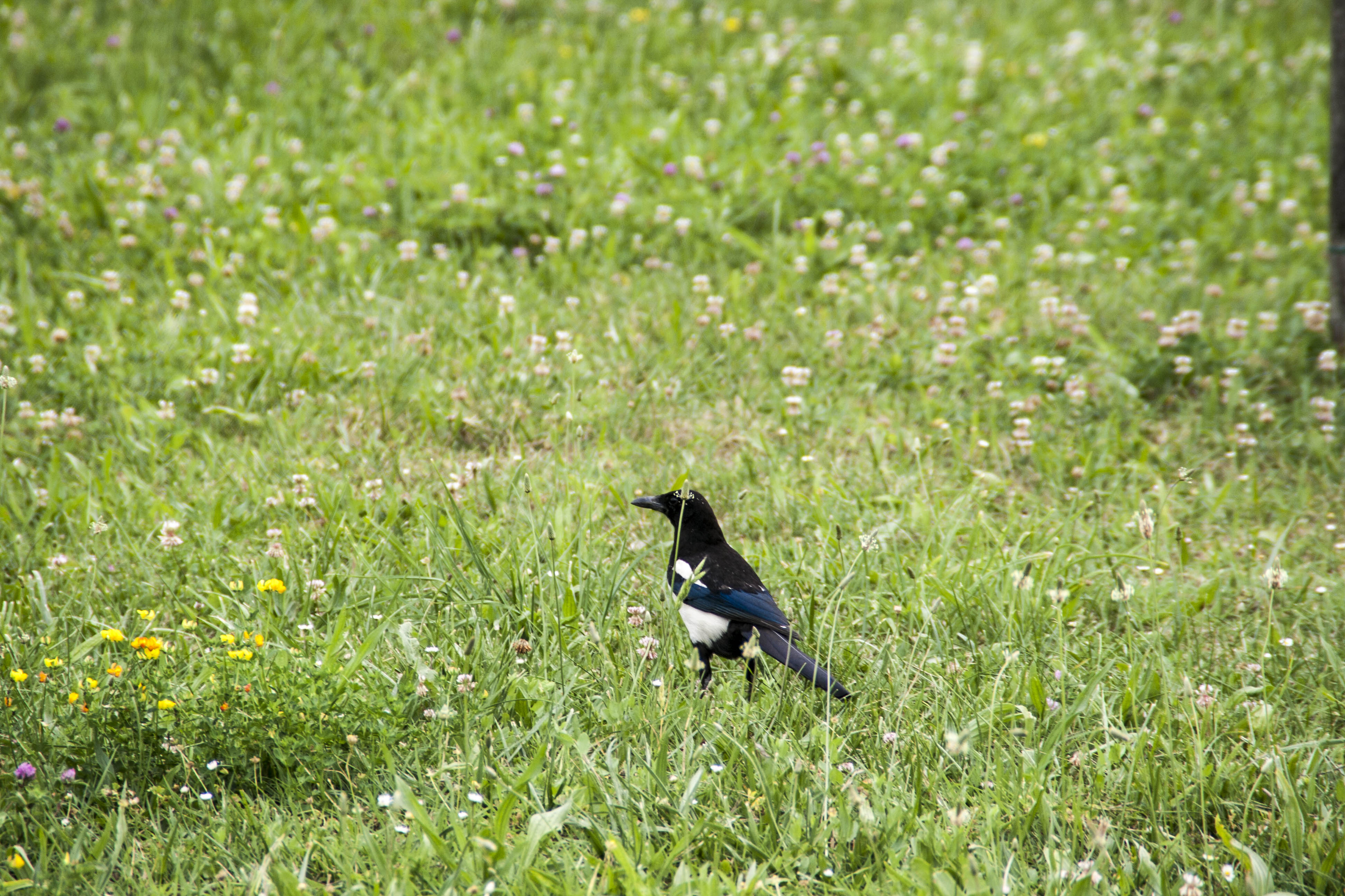 N/A Uccelli natura 