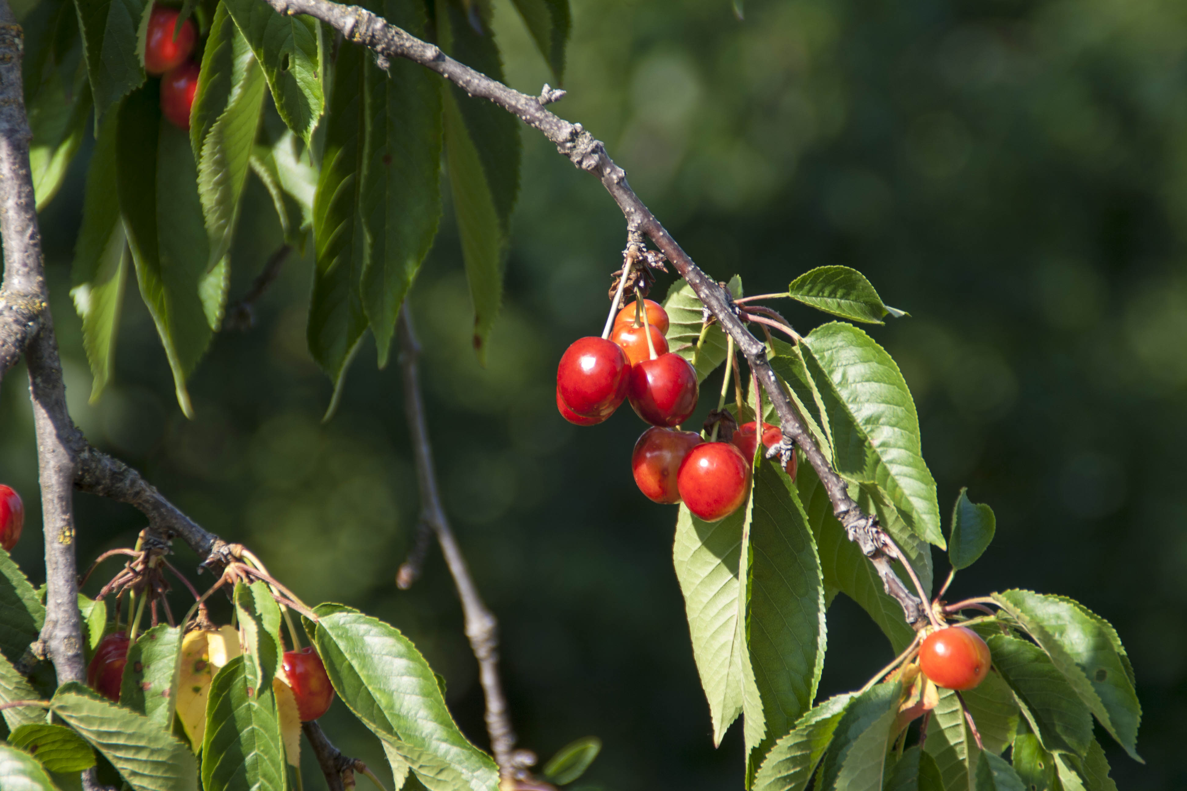 N/A Natura Frutta Cigiegie 