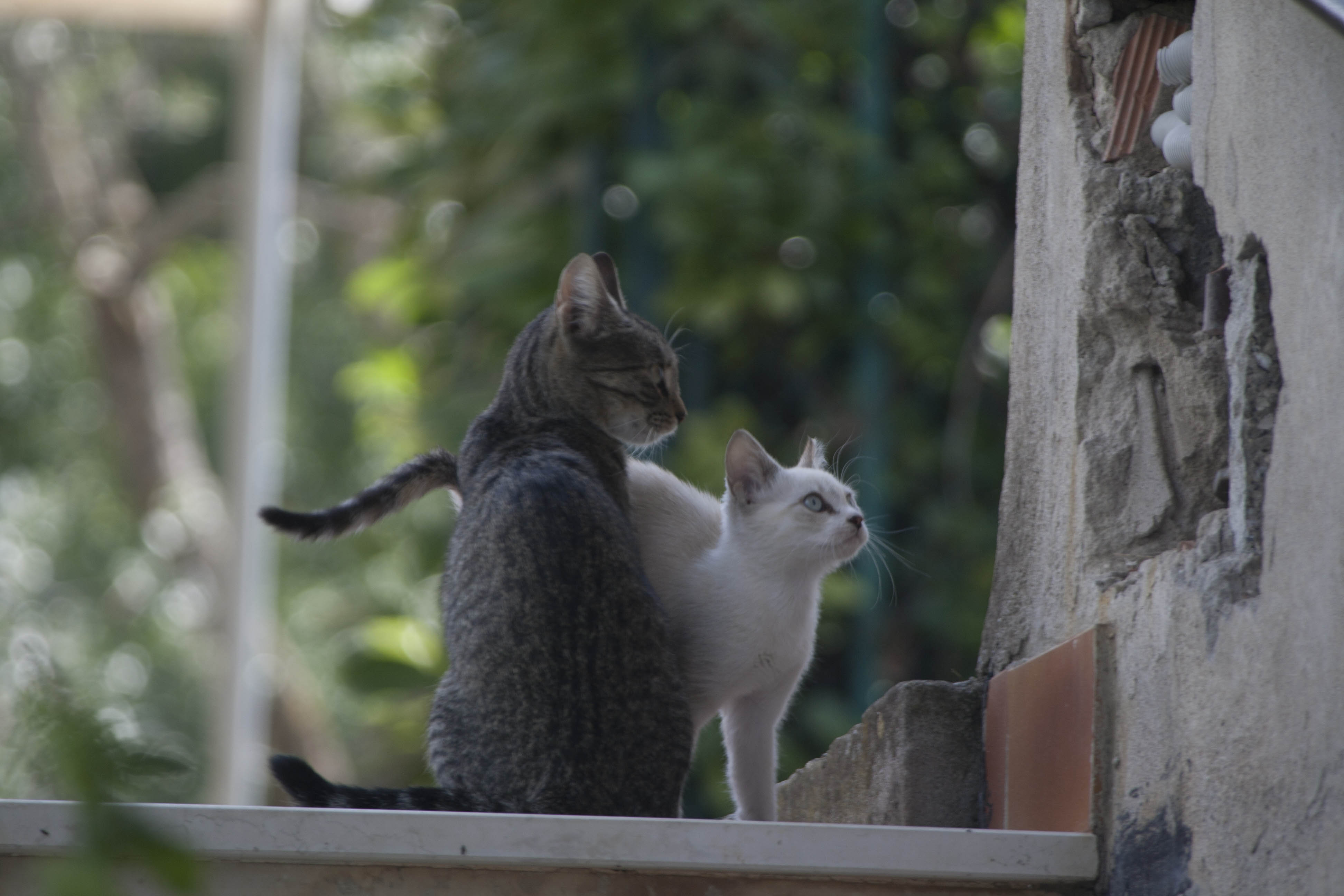 N/A Gatto Animali Natura 