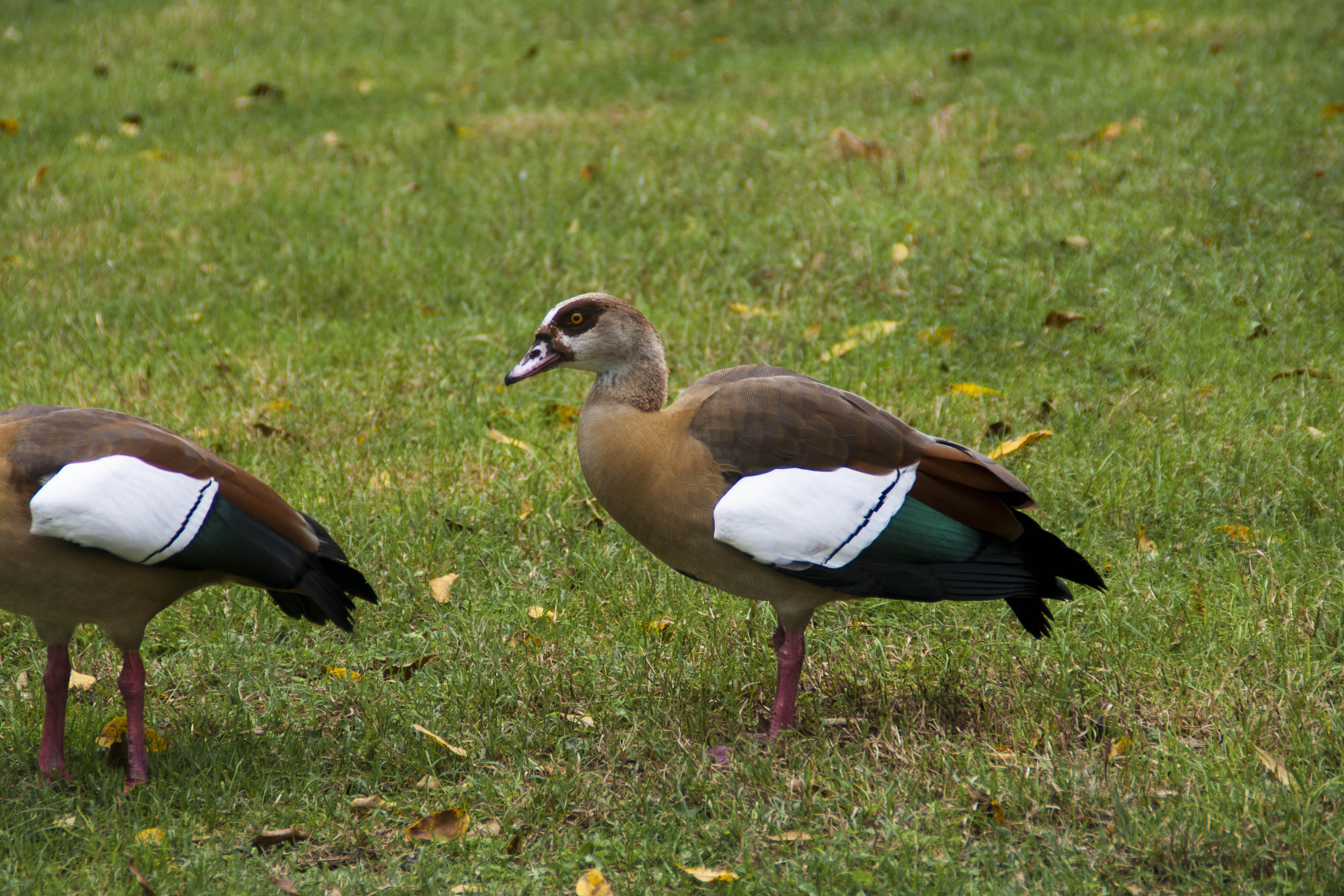 Faenza natura Uccelli Parco 