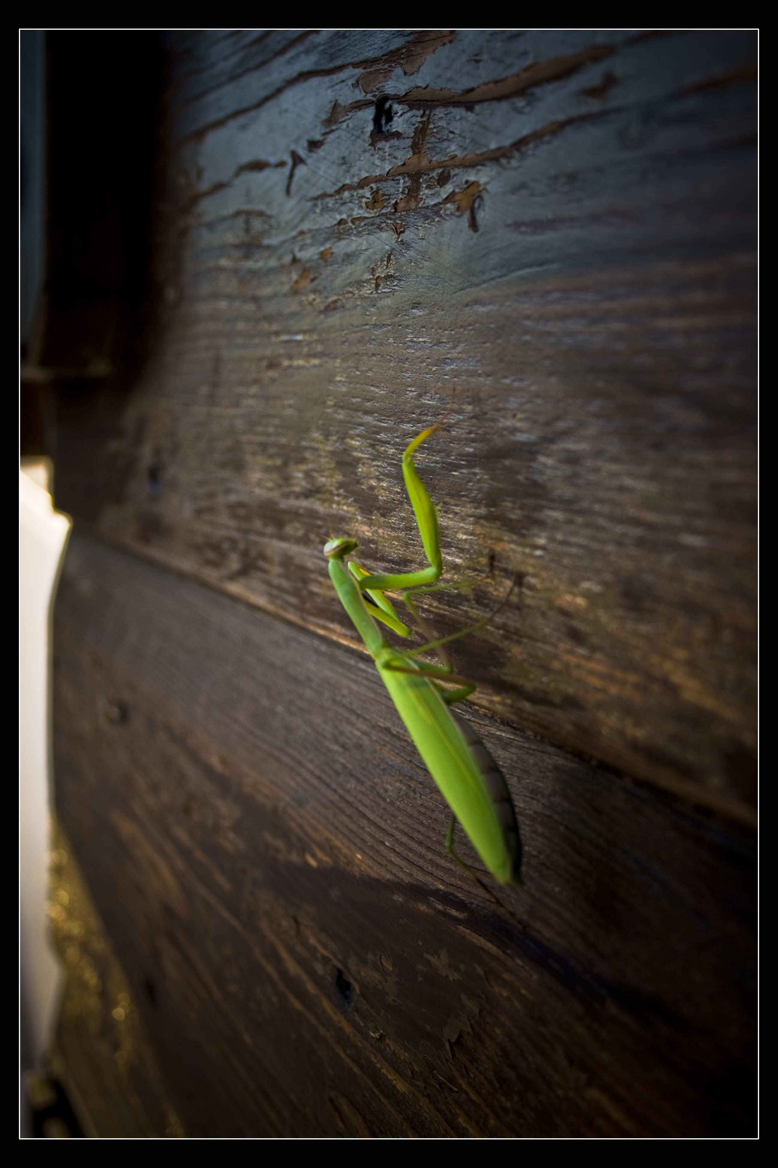 N/A Natura Mantide Religiosa 