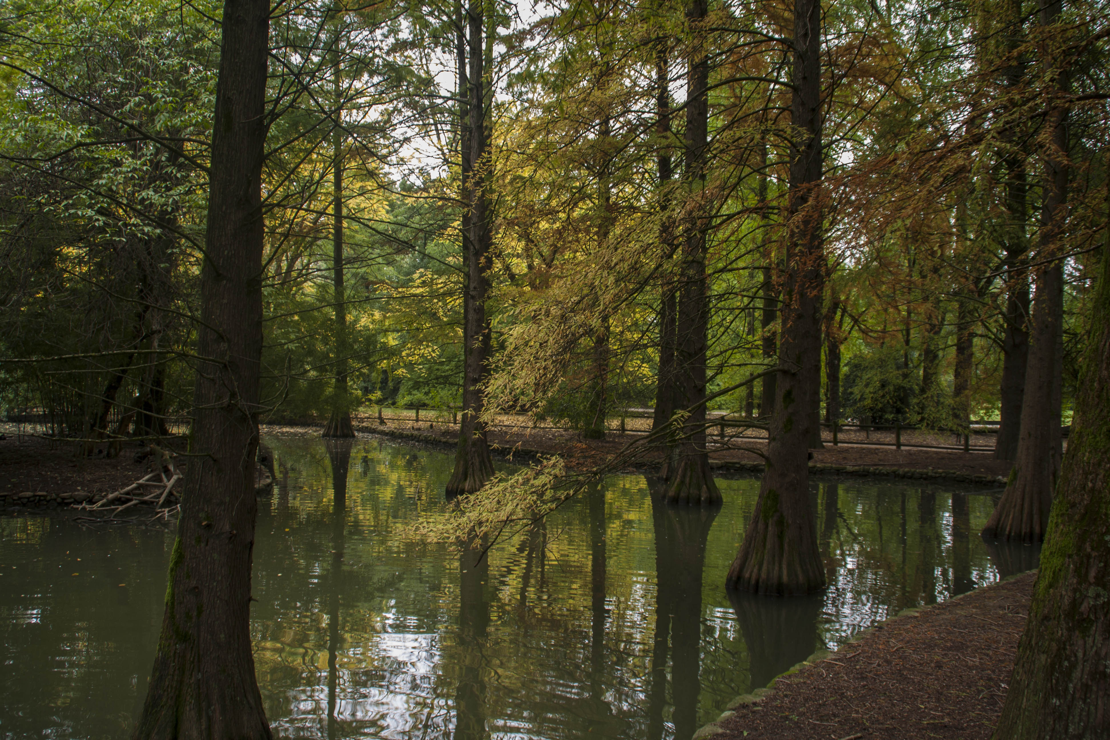 Faenza Natura Acqua Laghetto Piante americane presso il Parco Bucci a Faenza