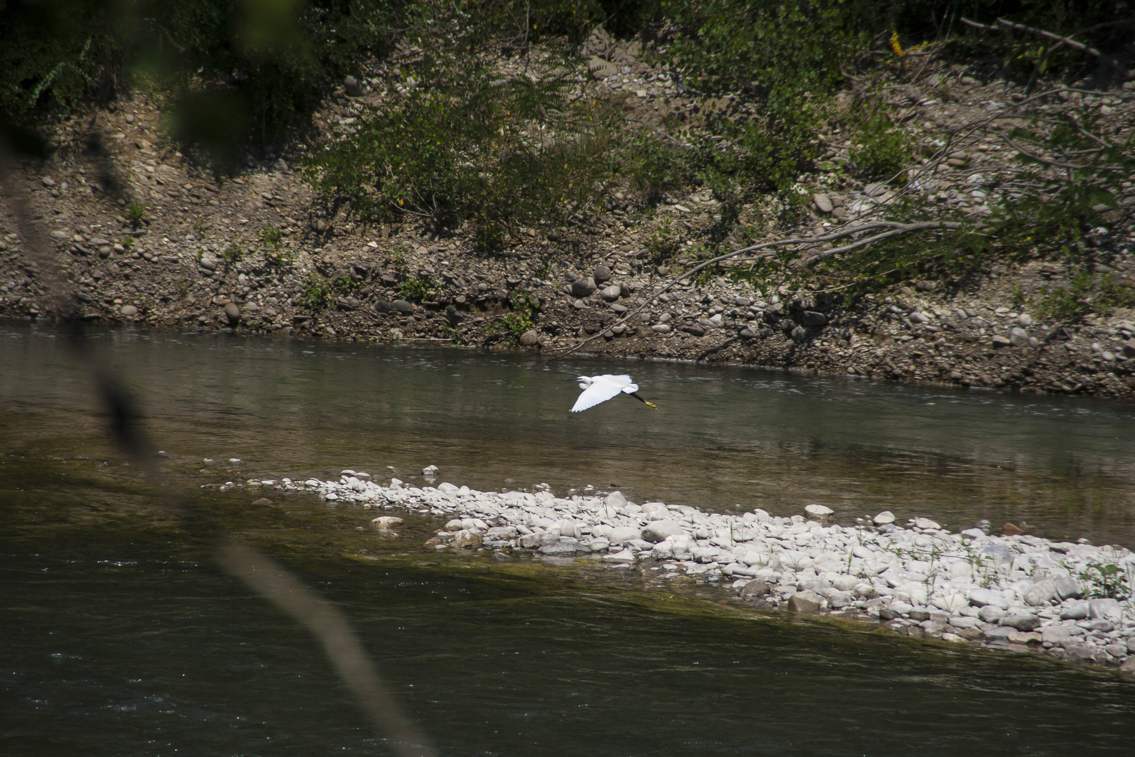 Savignano (Mo) Uccelli Fiume Panaro Natura Airone 