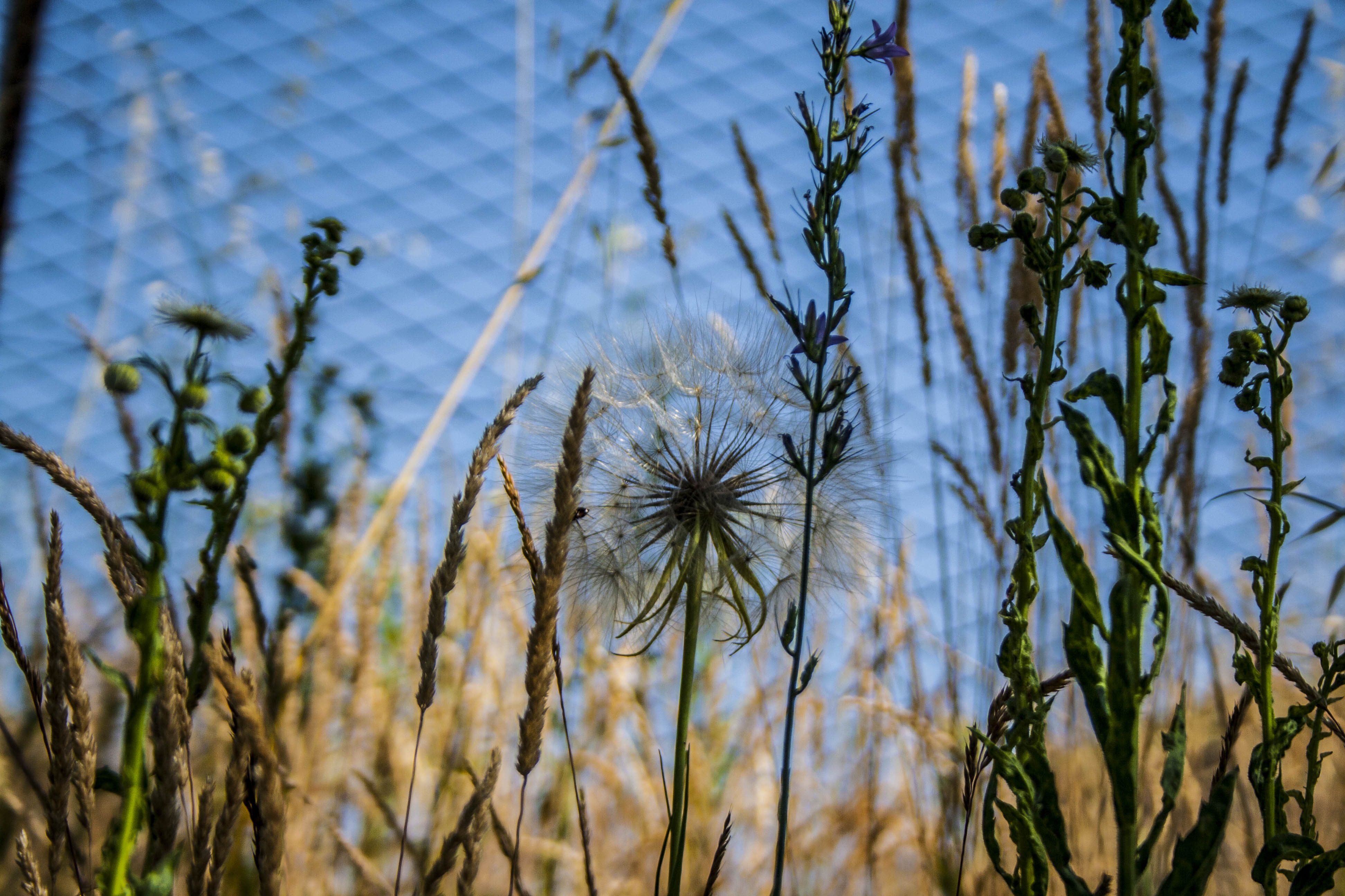 N/A Natura Fiori Insetti 