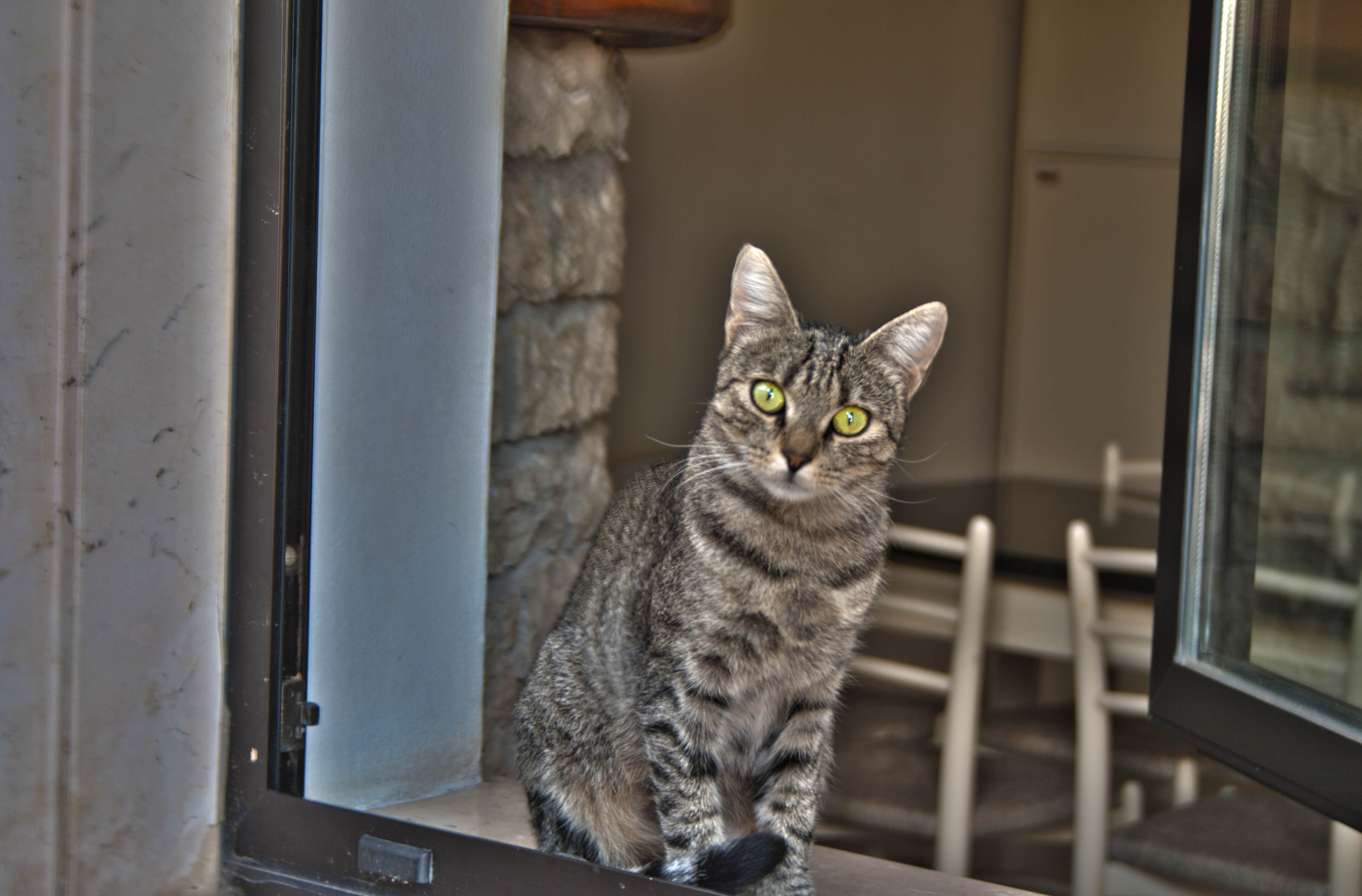 N/A Gatto HDR 