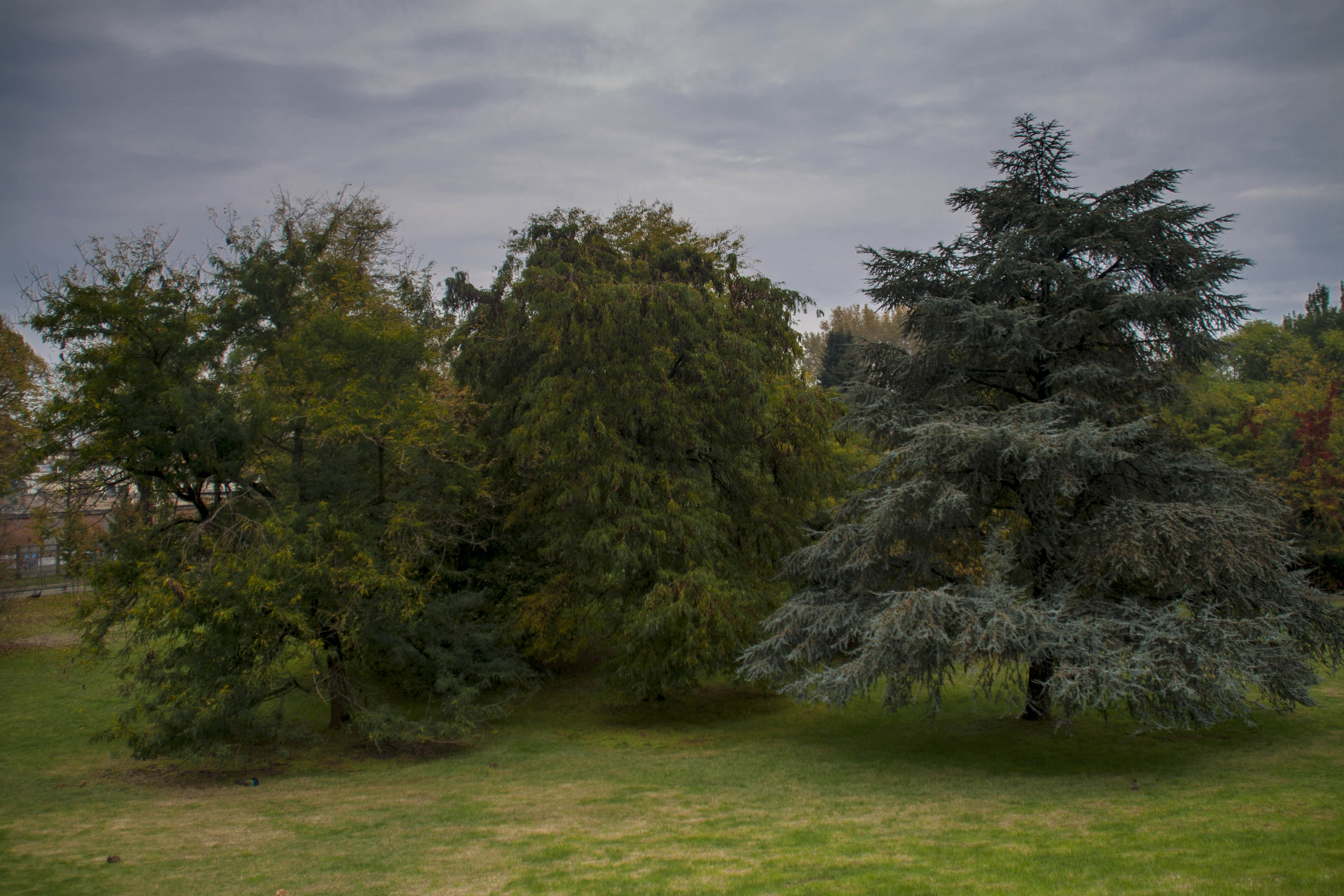 Faenza Autunno Cielo Alberi 