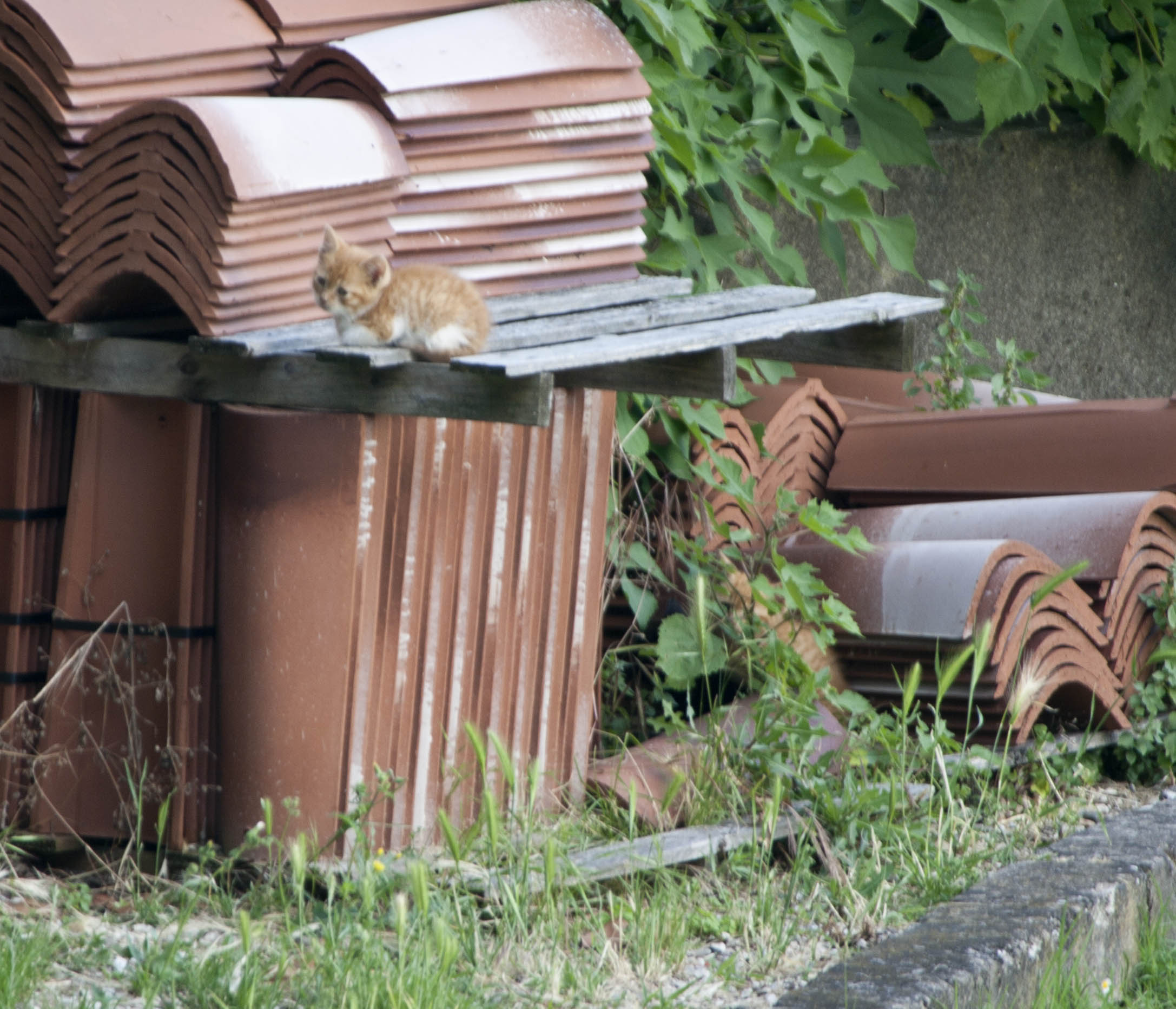 N/A Gatto Animali Natura 