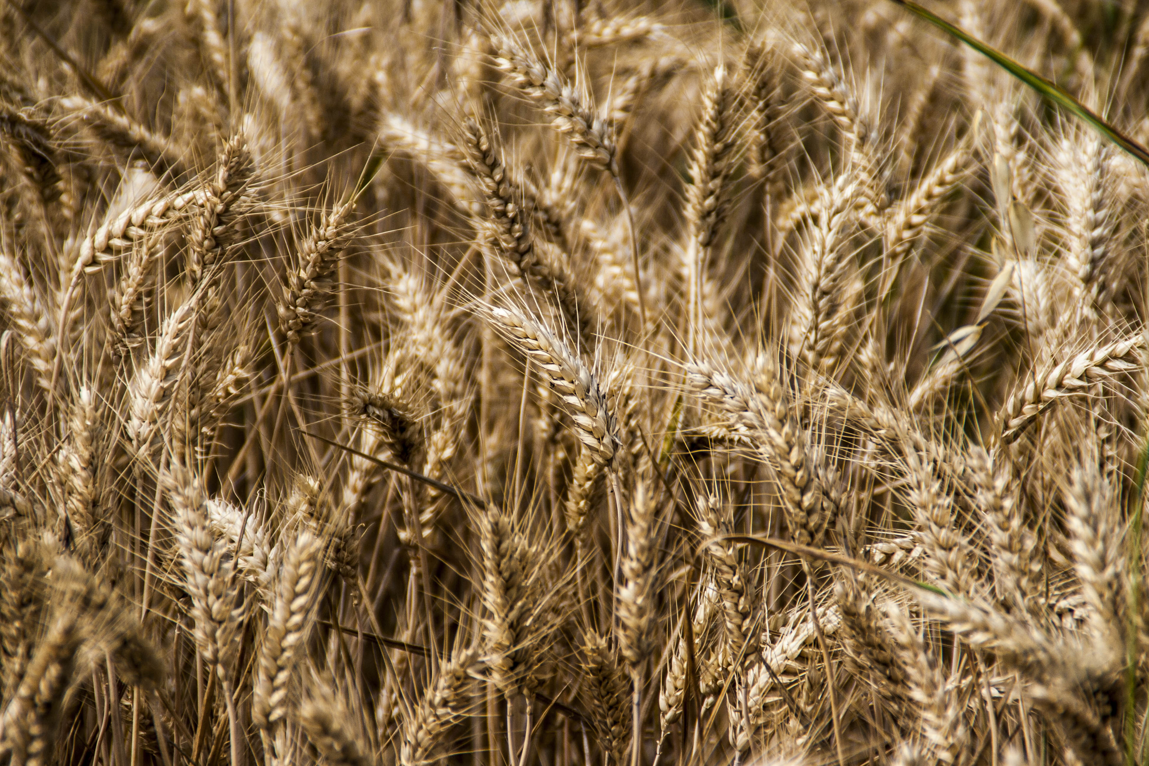 N/A Natura Grano  