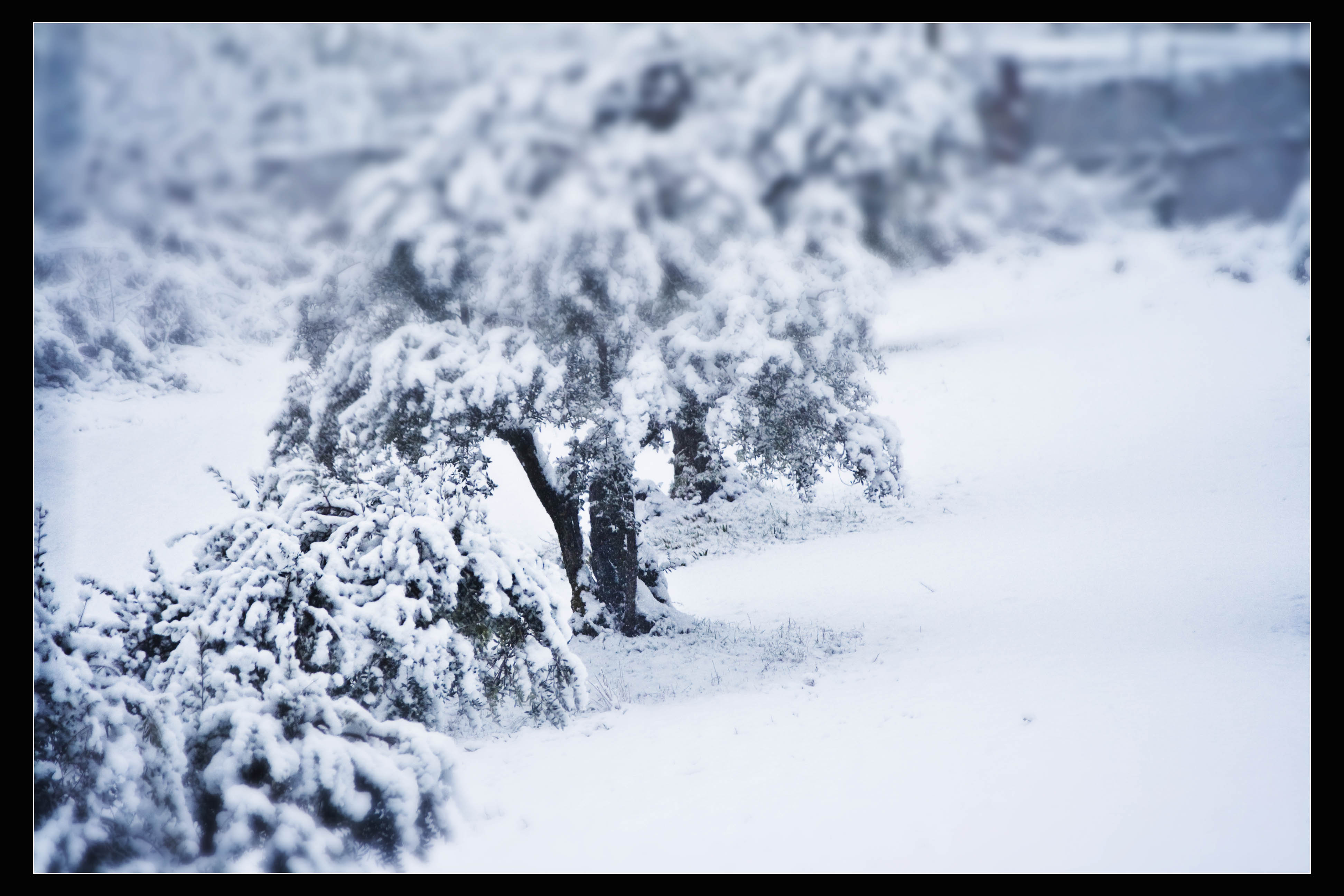 Indefinito Neve Natura 