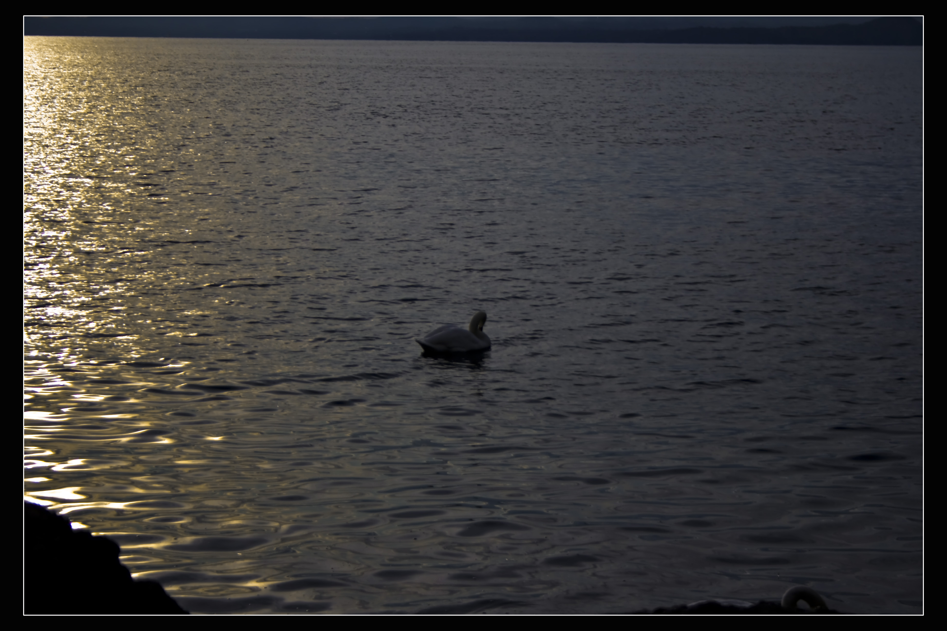 Bardolino (Vr) Cigno Lago Tramonto 