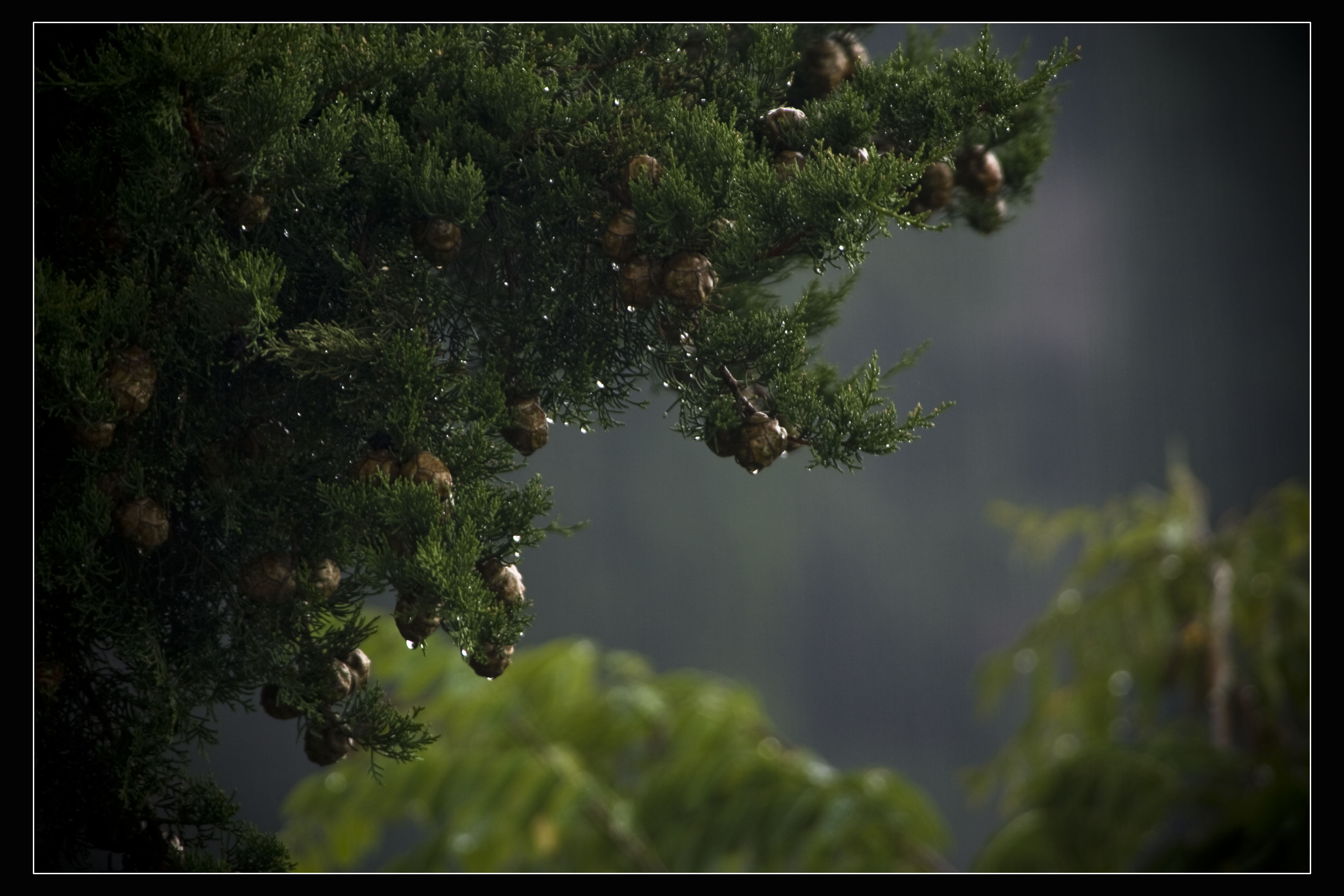 Indefinito Natura Pioggia 