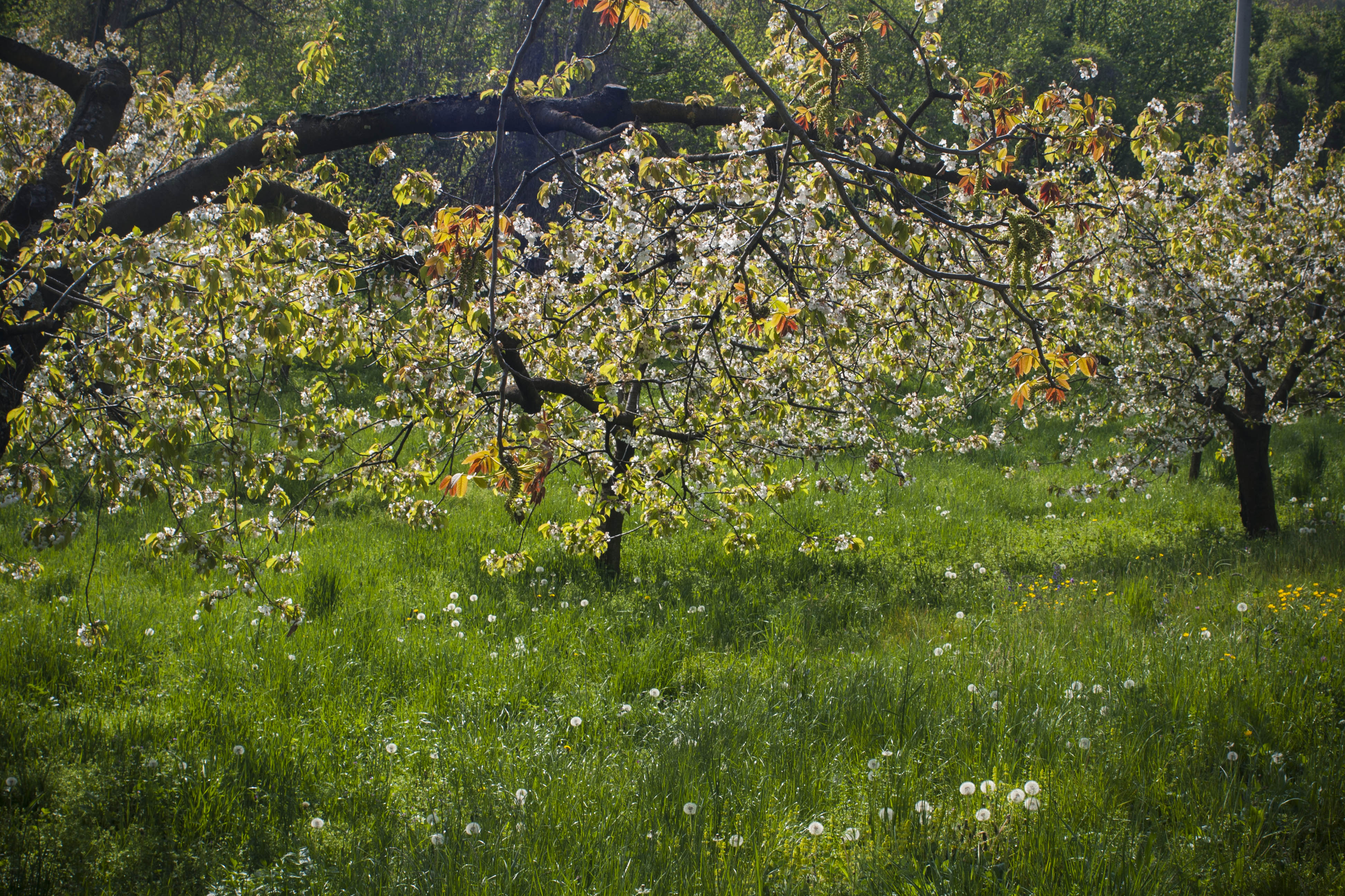 Molina (Vr) Natura Piante Fiori 