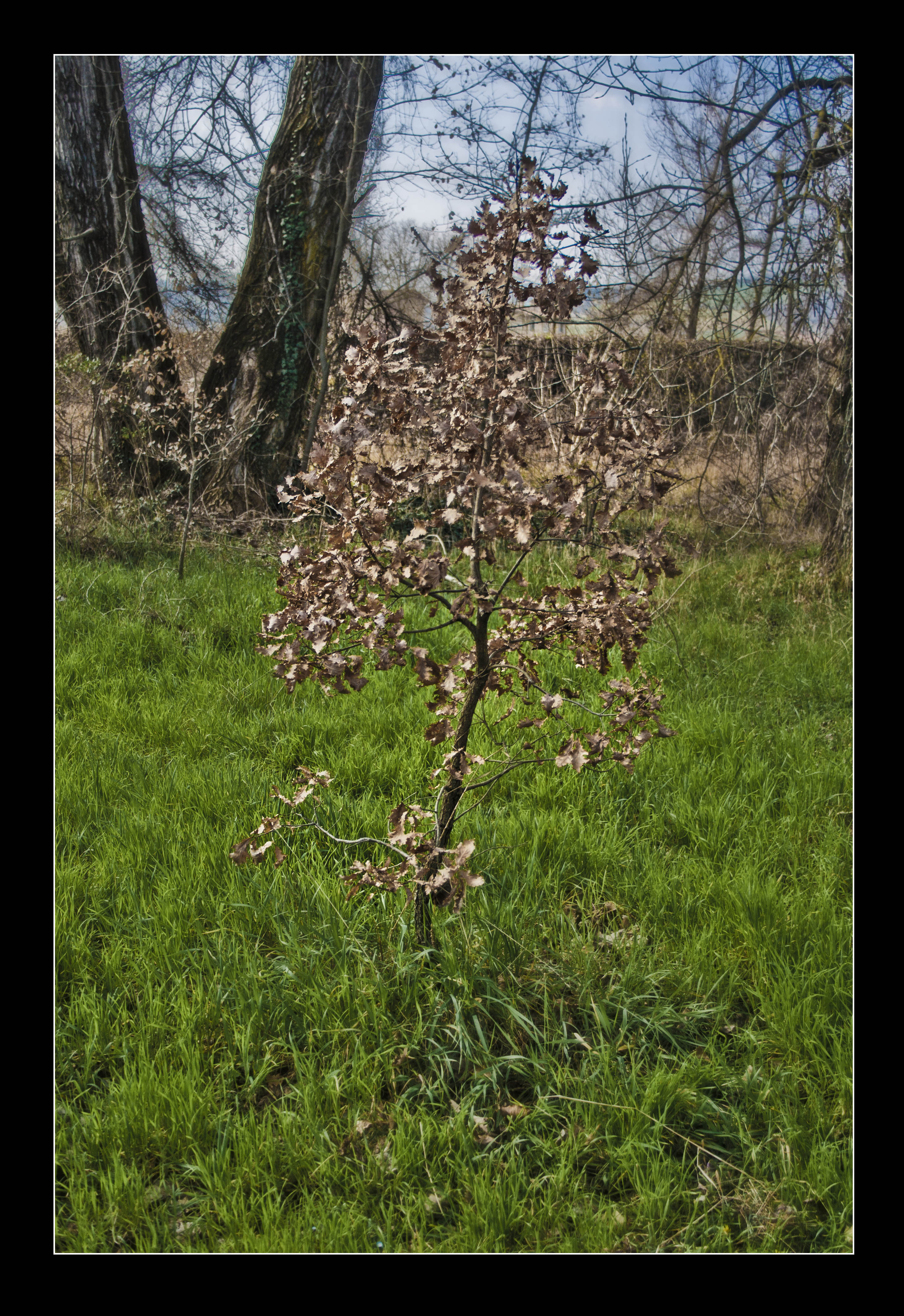 Vignola (Mo) Natura 