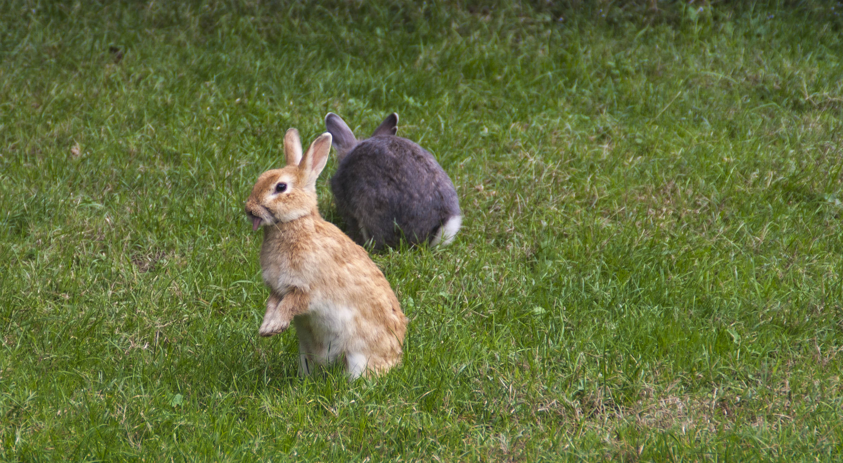 Faenza Conigli Natura Parco 