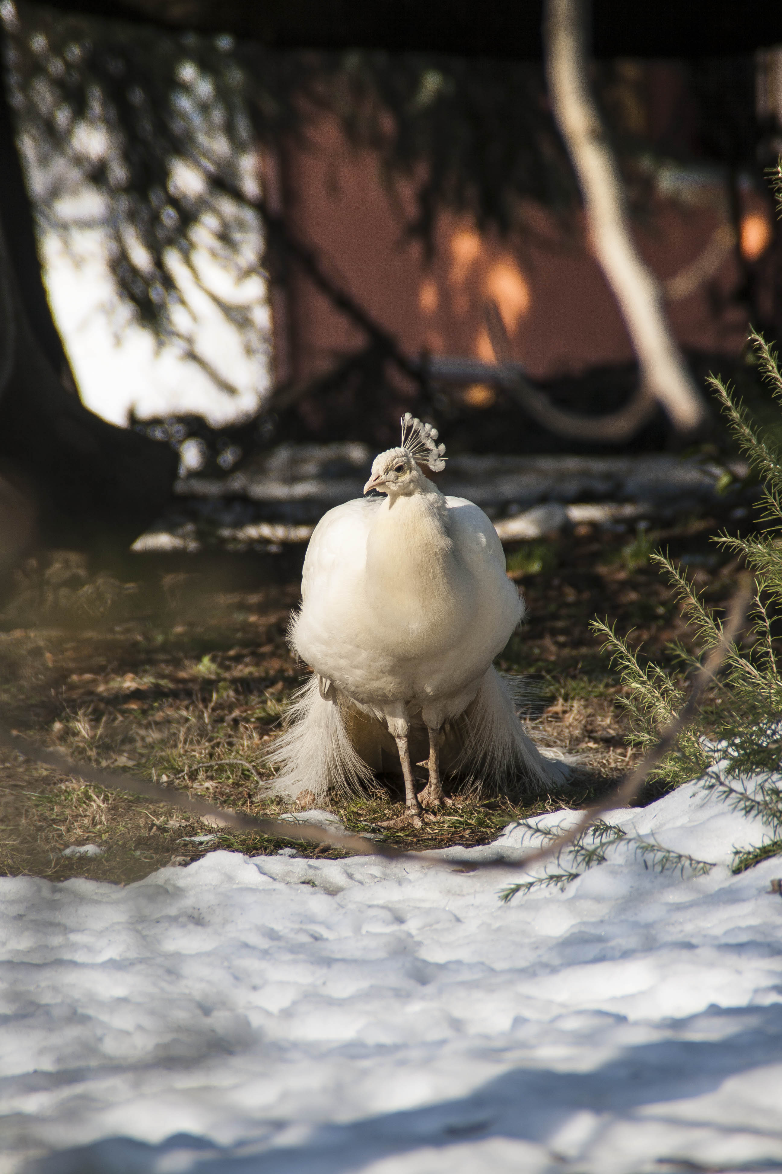 Crespellano (Bo) Animali Uccelli Pavone Pavone bianco sulla neve