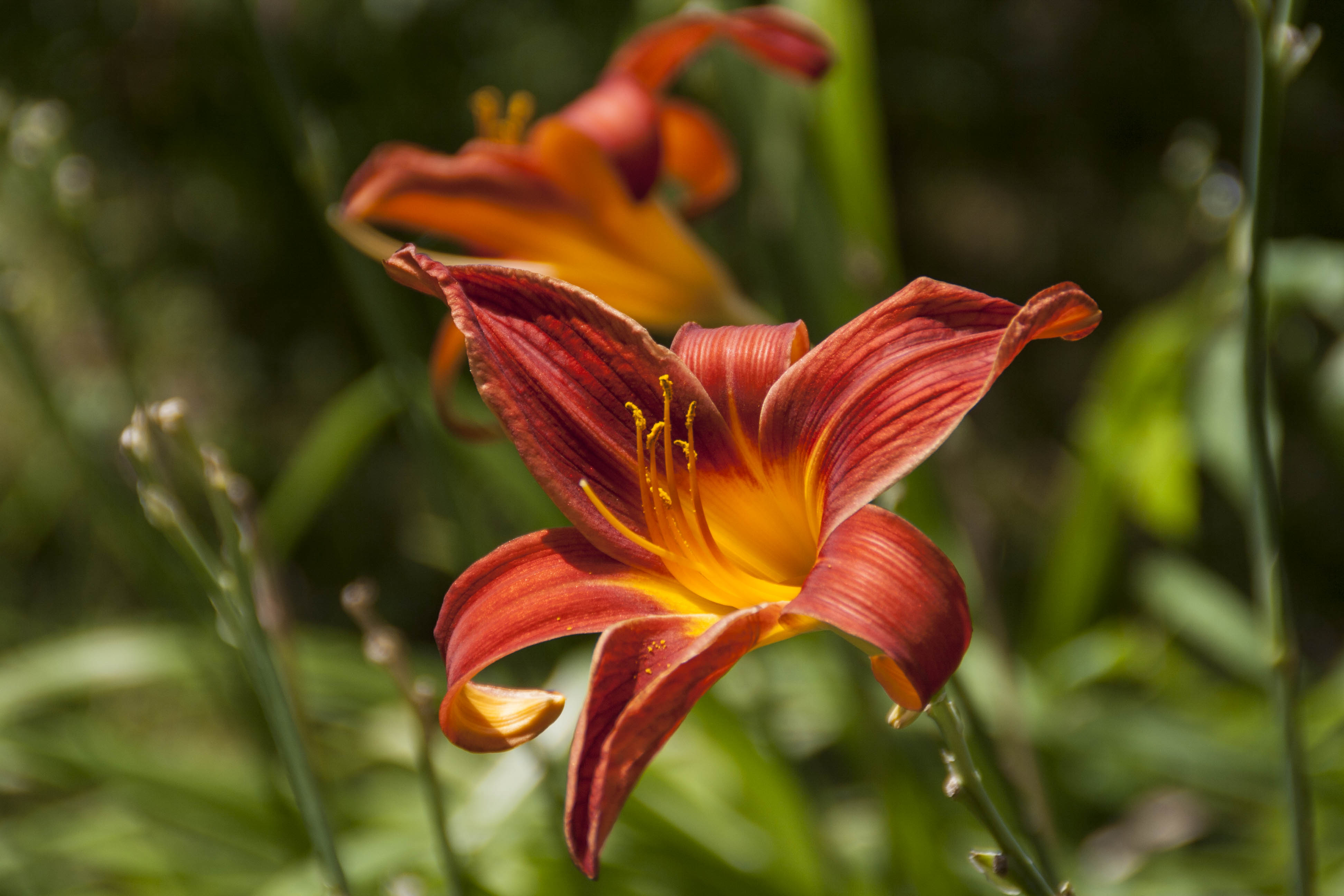 Valeggio sul Mincio (Vr) Fiori Natura Parco Sigurà