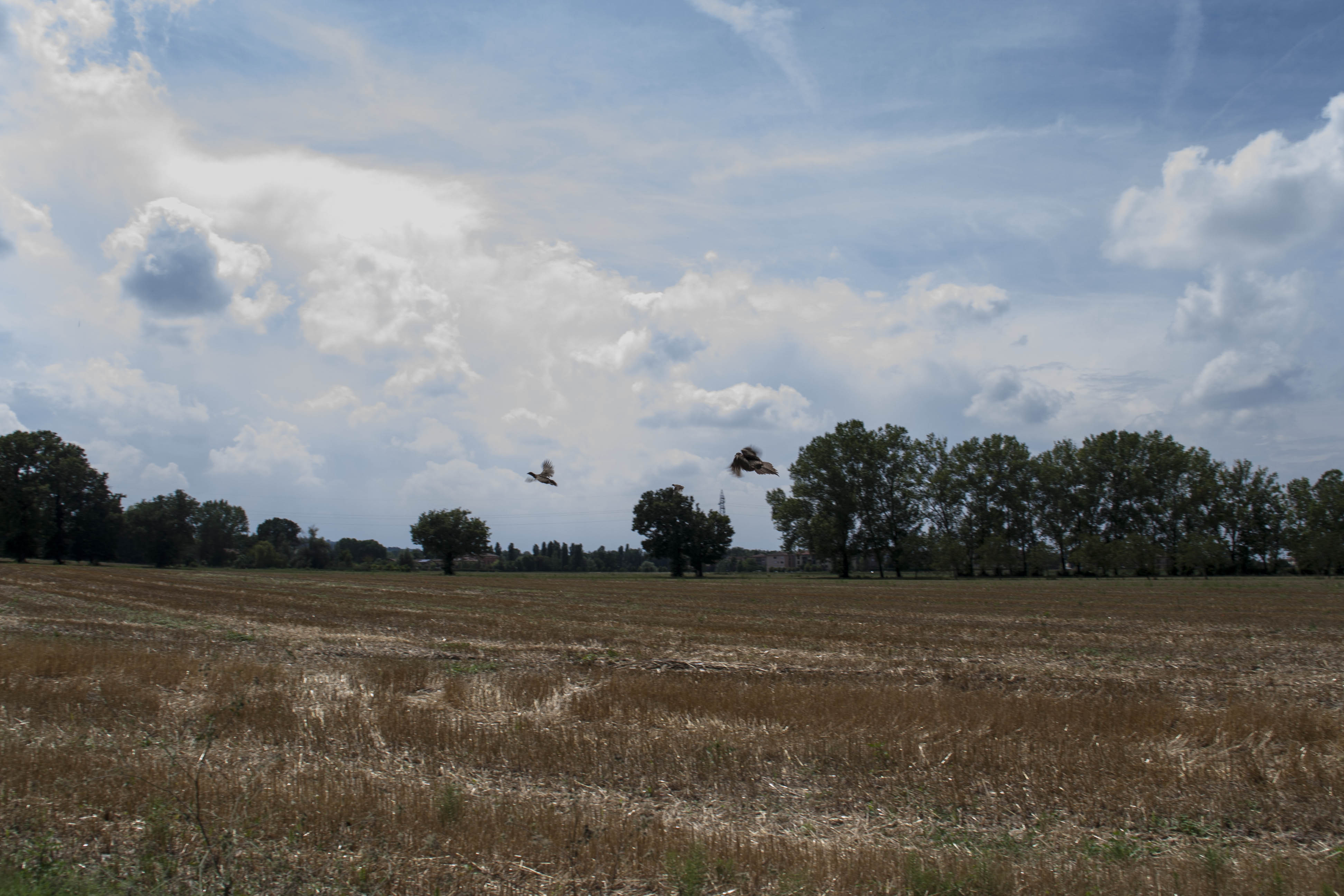 Crespellano (Bo) Natura Uccelli 