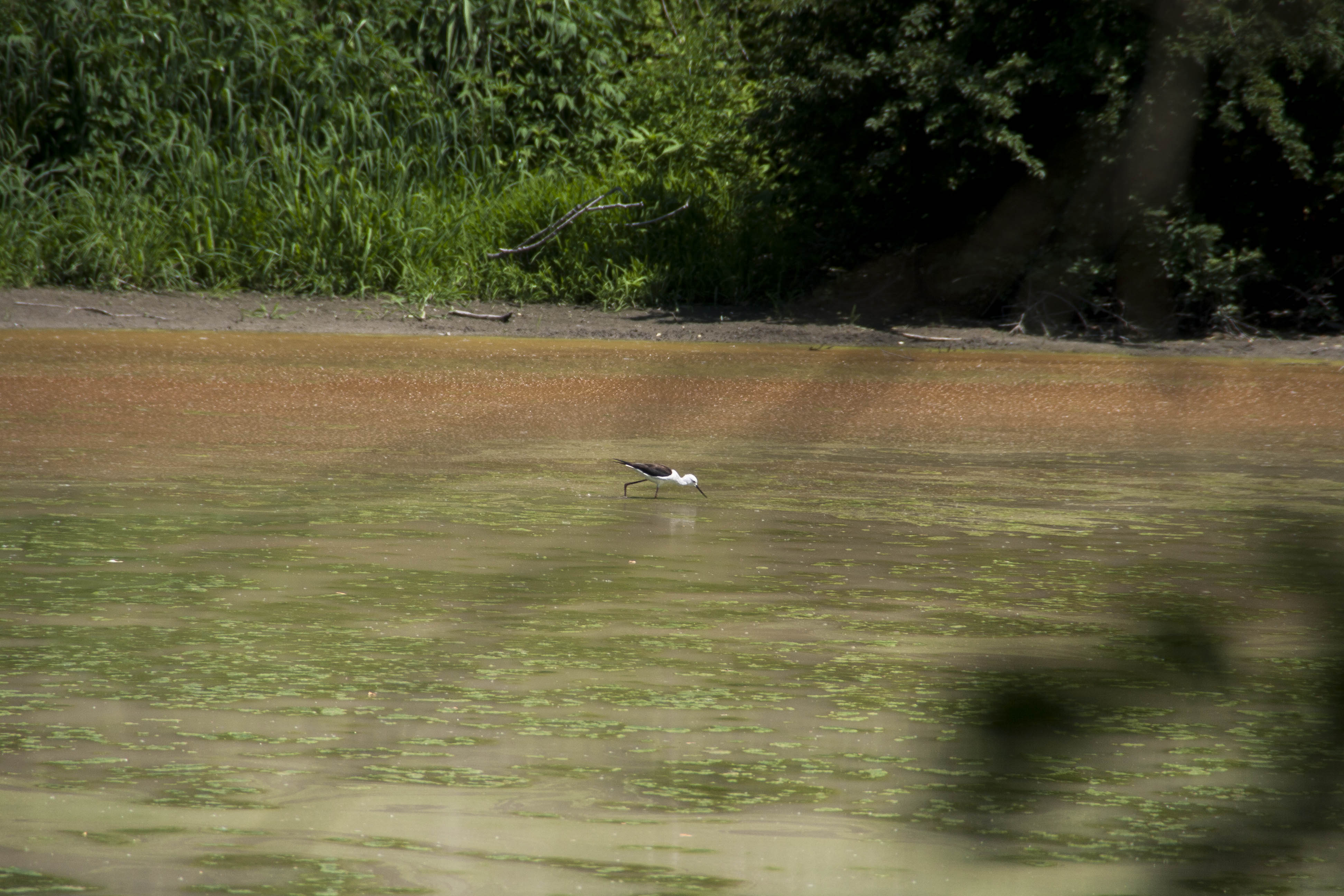 Savignano (Mo) Uccelli Fiume Panaro Natura Airone 