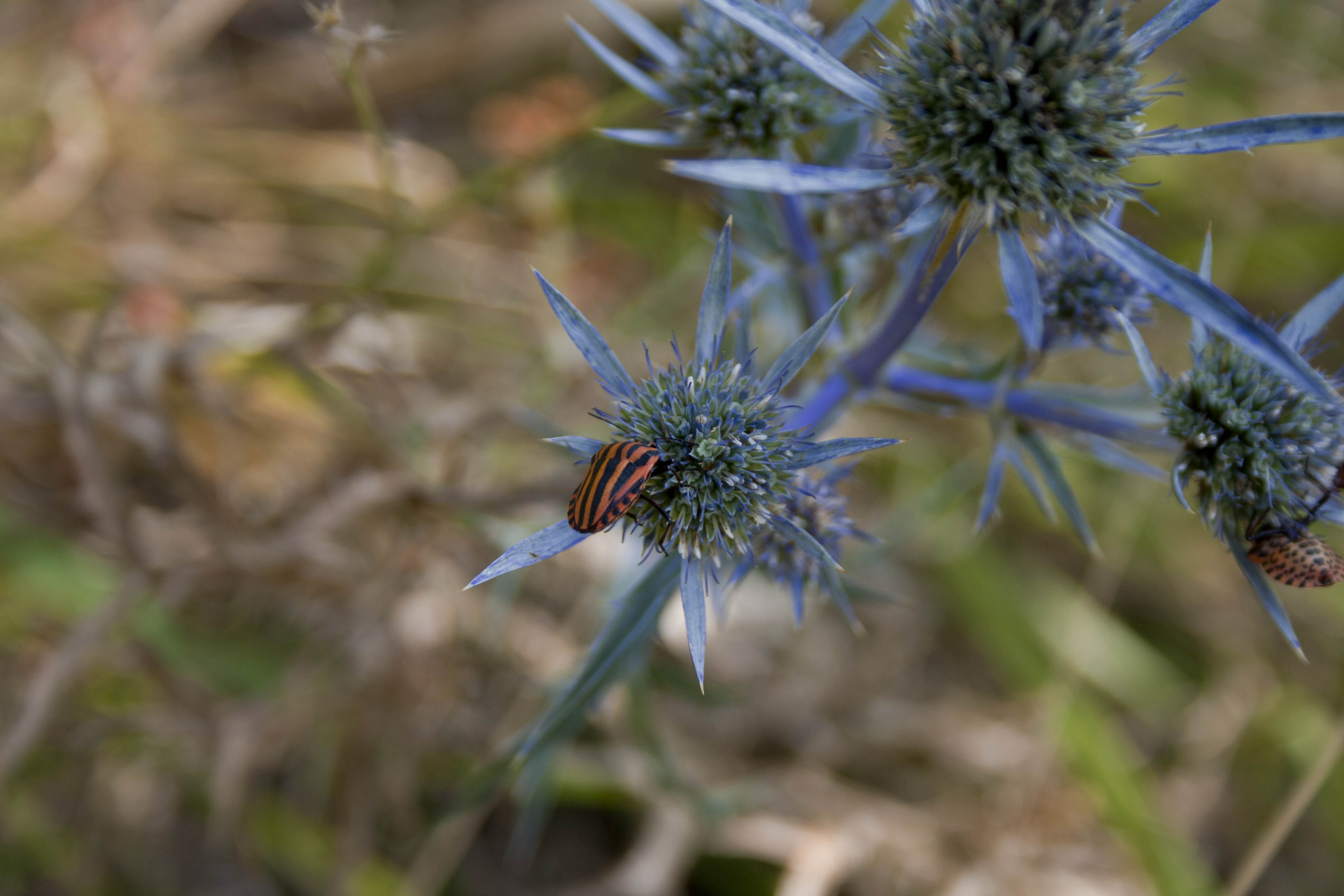 N/A Natura Insetti 