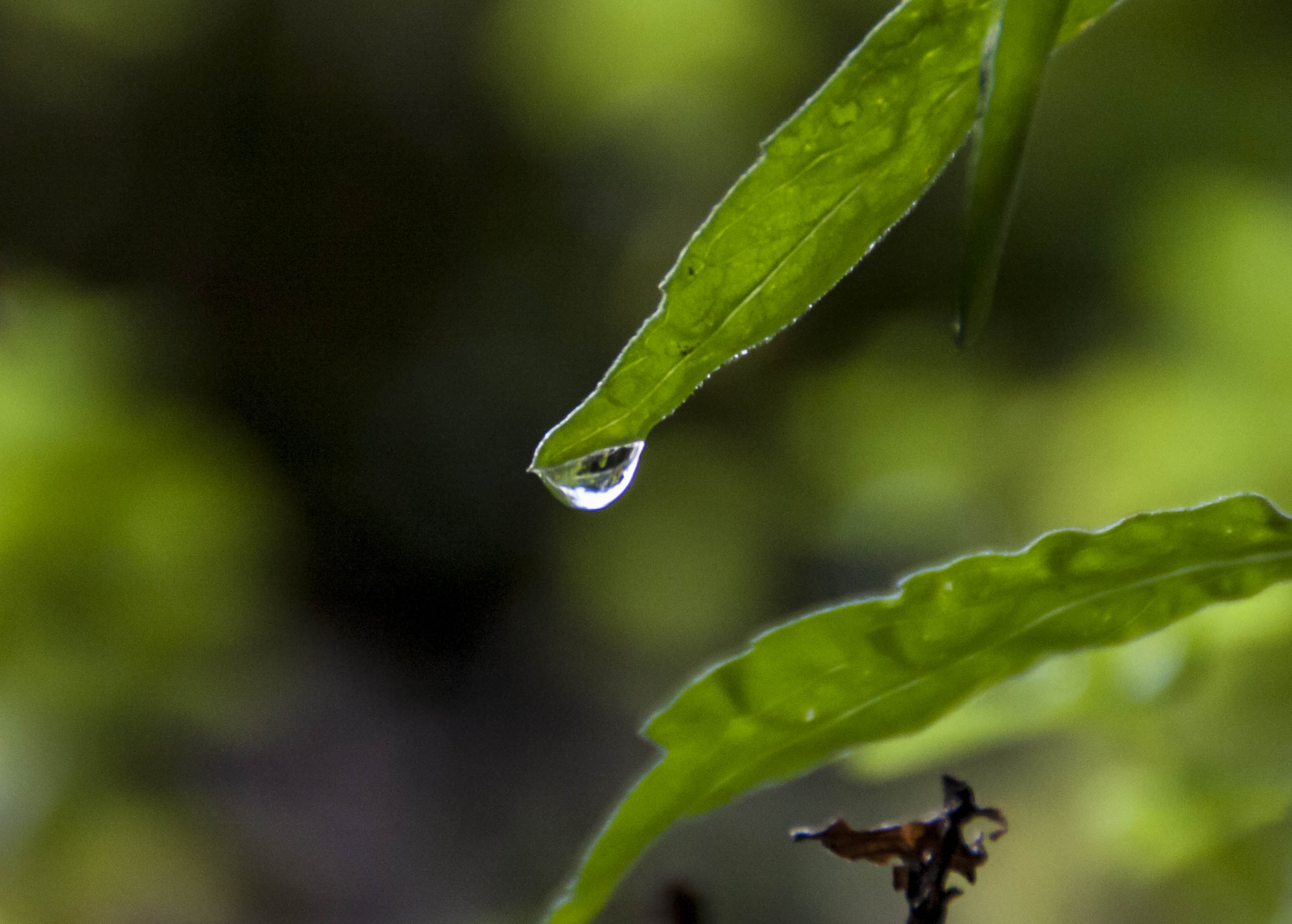 N/A Natura Pioggia 