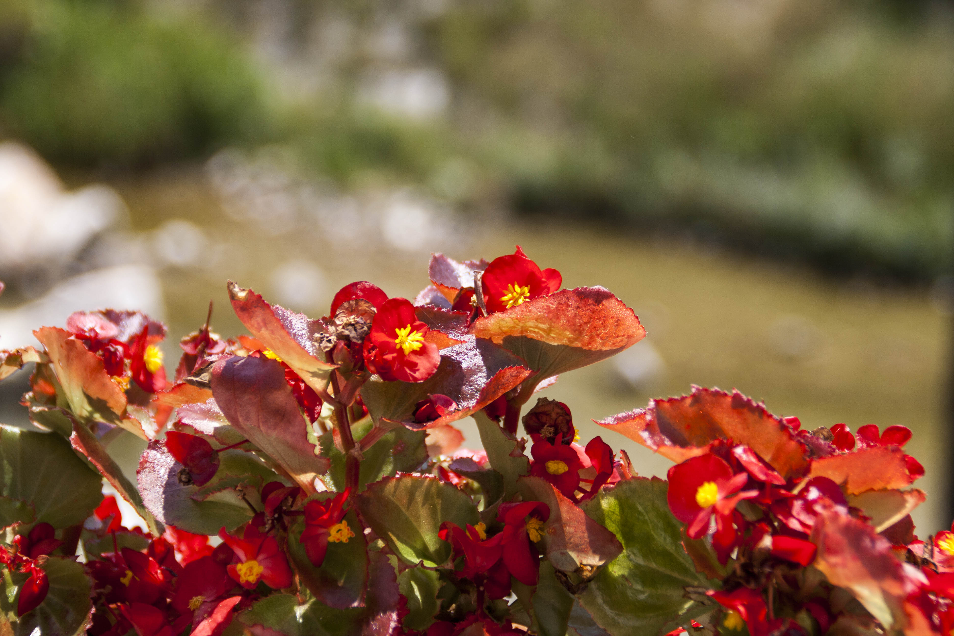 Rovereto  Fiori 