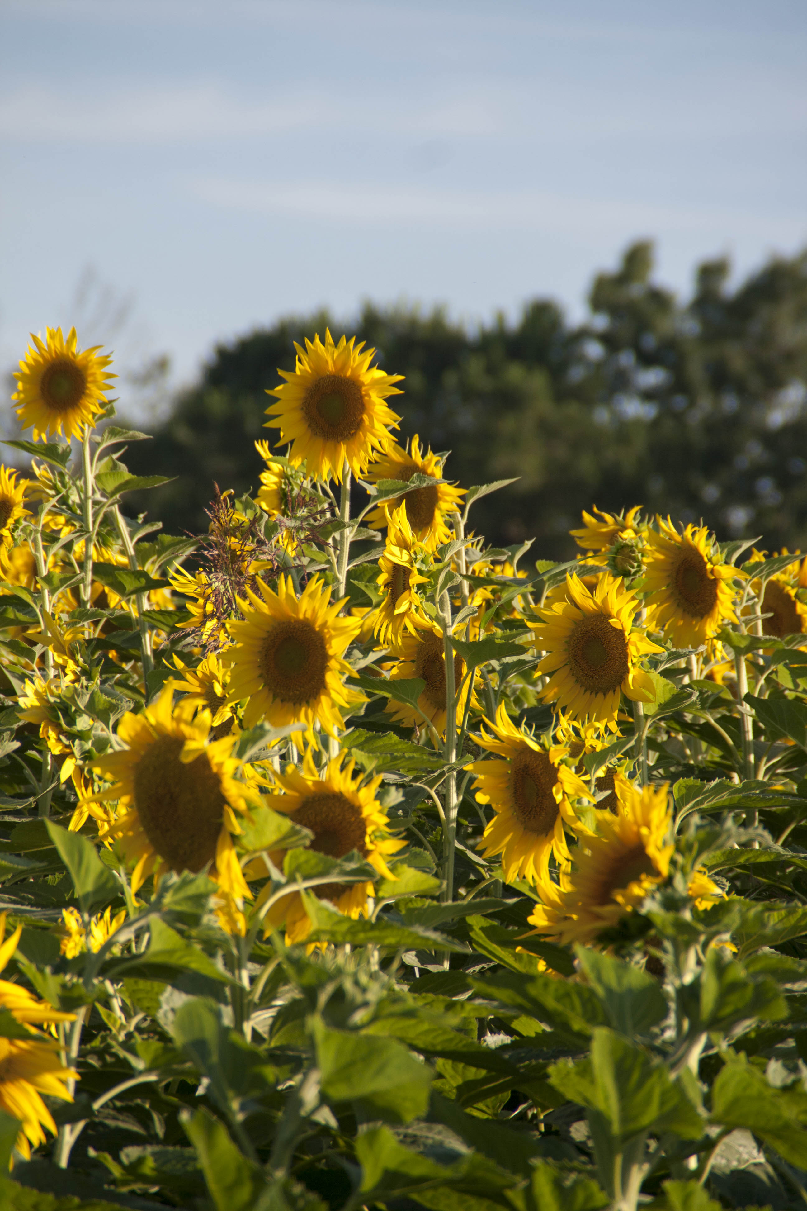 N/A Fiori Natura Girasoli