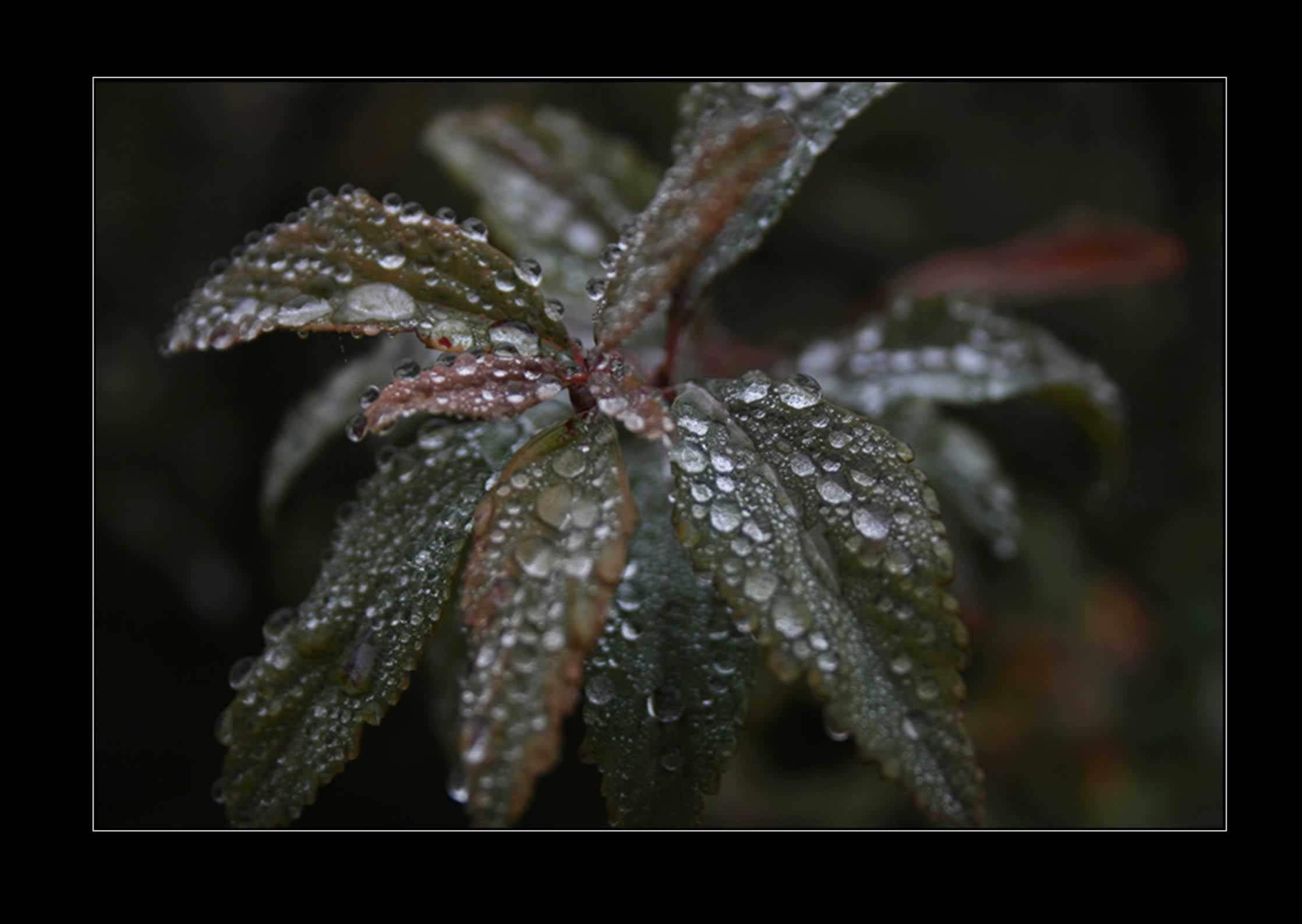 Indefinito Rugiada Natura Gocce di rugiada al mattino