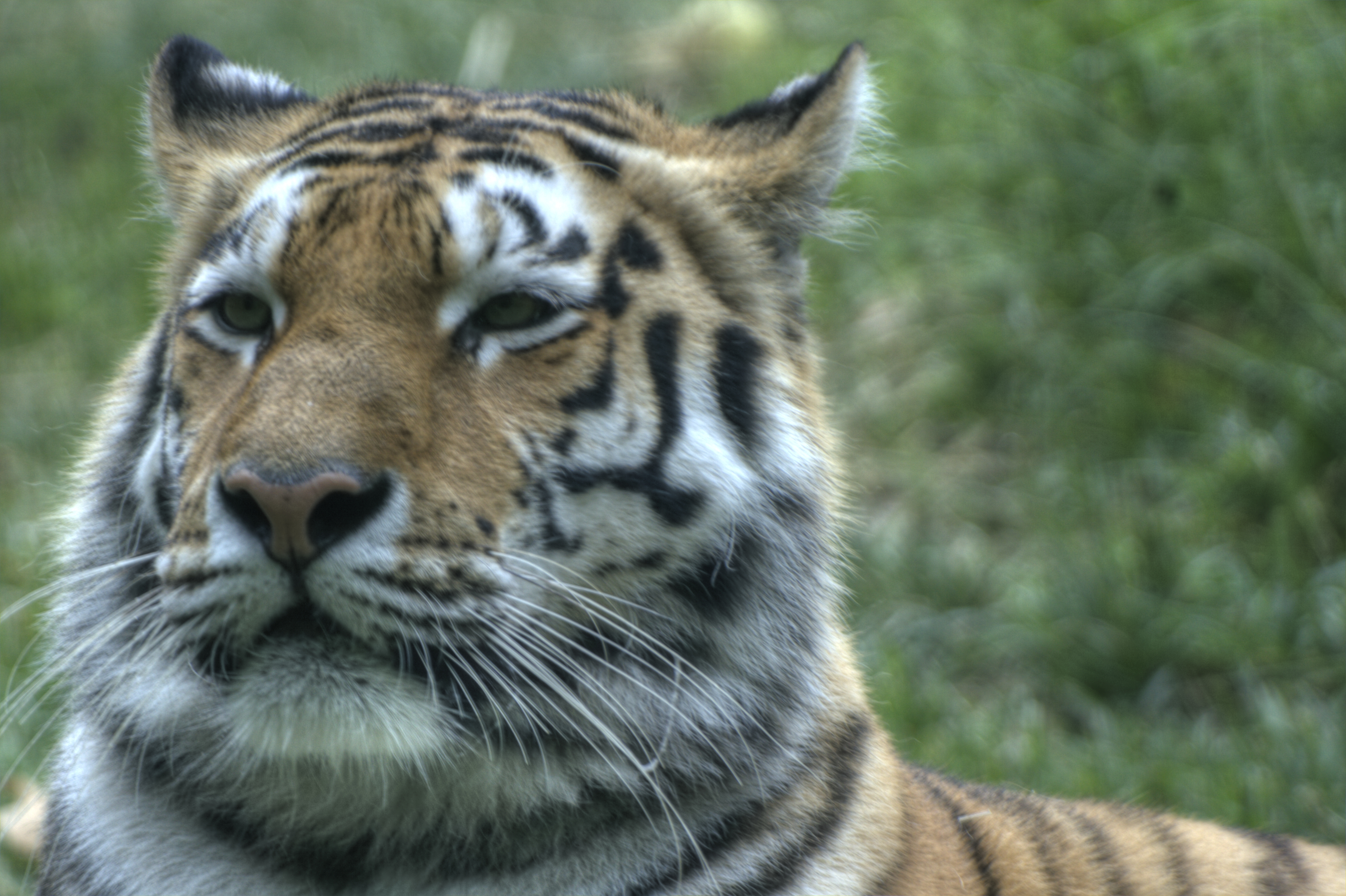 Bussolengo (Vr) Zoo Animali Natura HDR Tigre Al Parco Natura Viva di Bussolengo